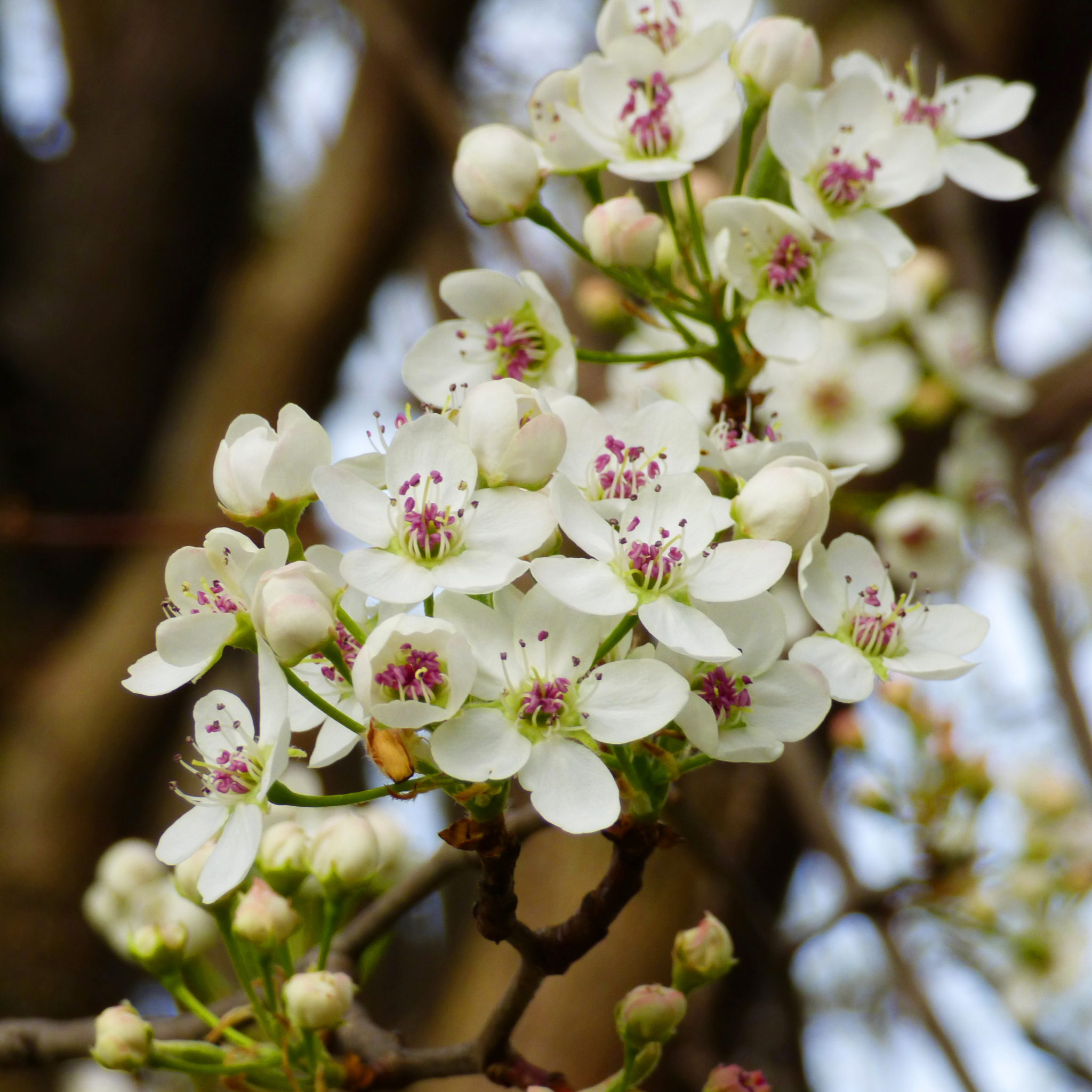 Ornamental Callery Pear Bradford - Pyrus calleryana Bradford