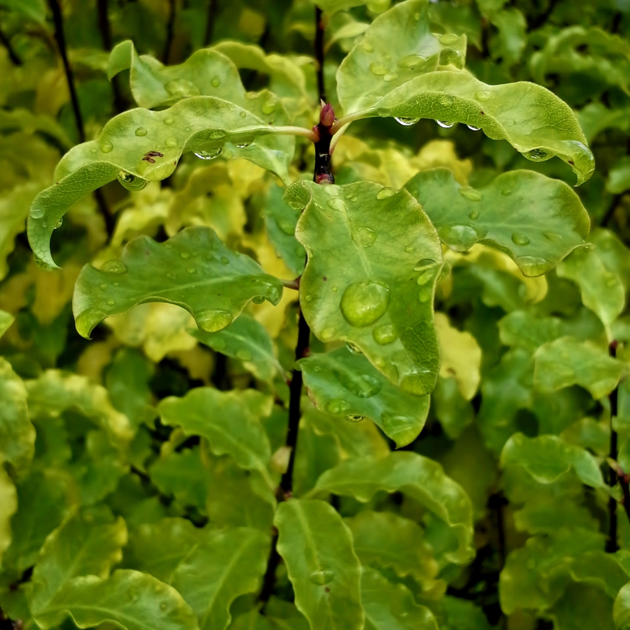 Close-up of green leaves with water droplets on a blurred green background