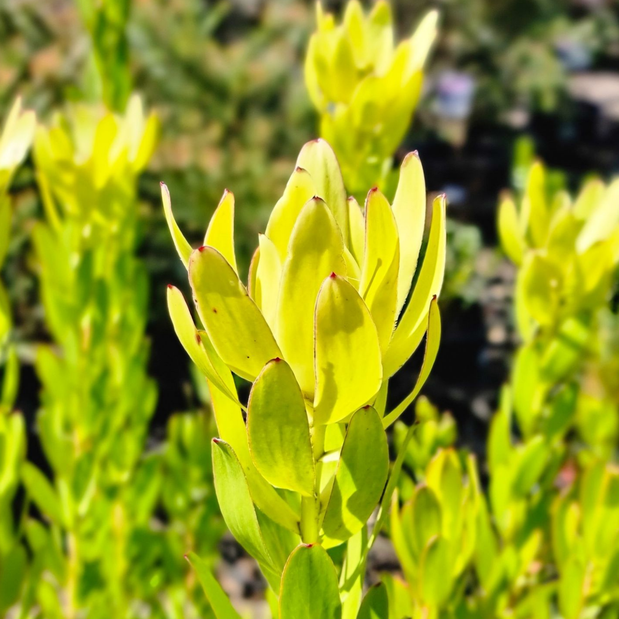 Safari Goldstrike Conebush - Leucadendron salignum Safari Goldstrike