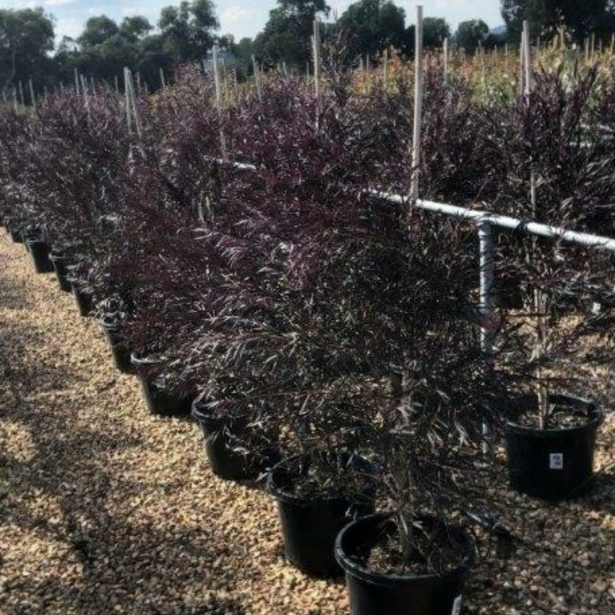 Black Willow Myrtle 'After Dark' - Agonis flexuosa After Dark