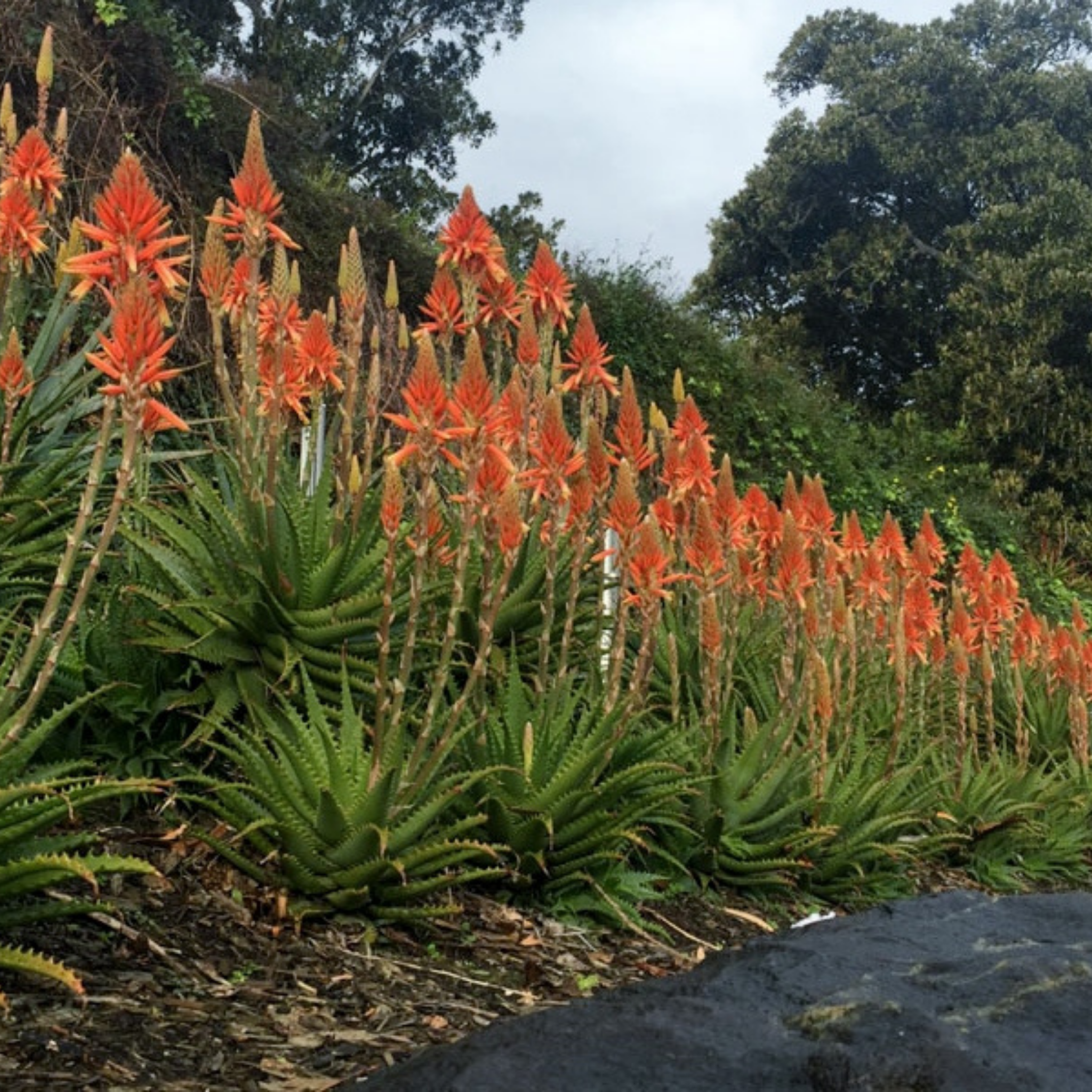 Aloe hybrida Gemini PBR