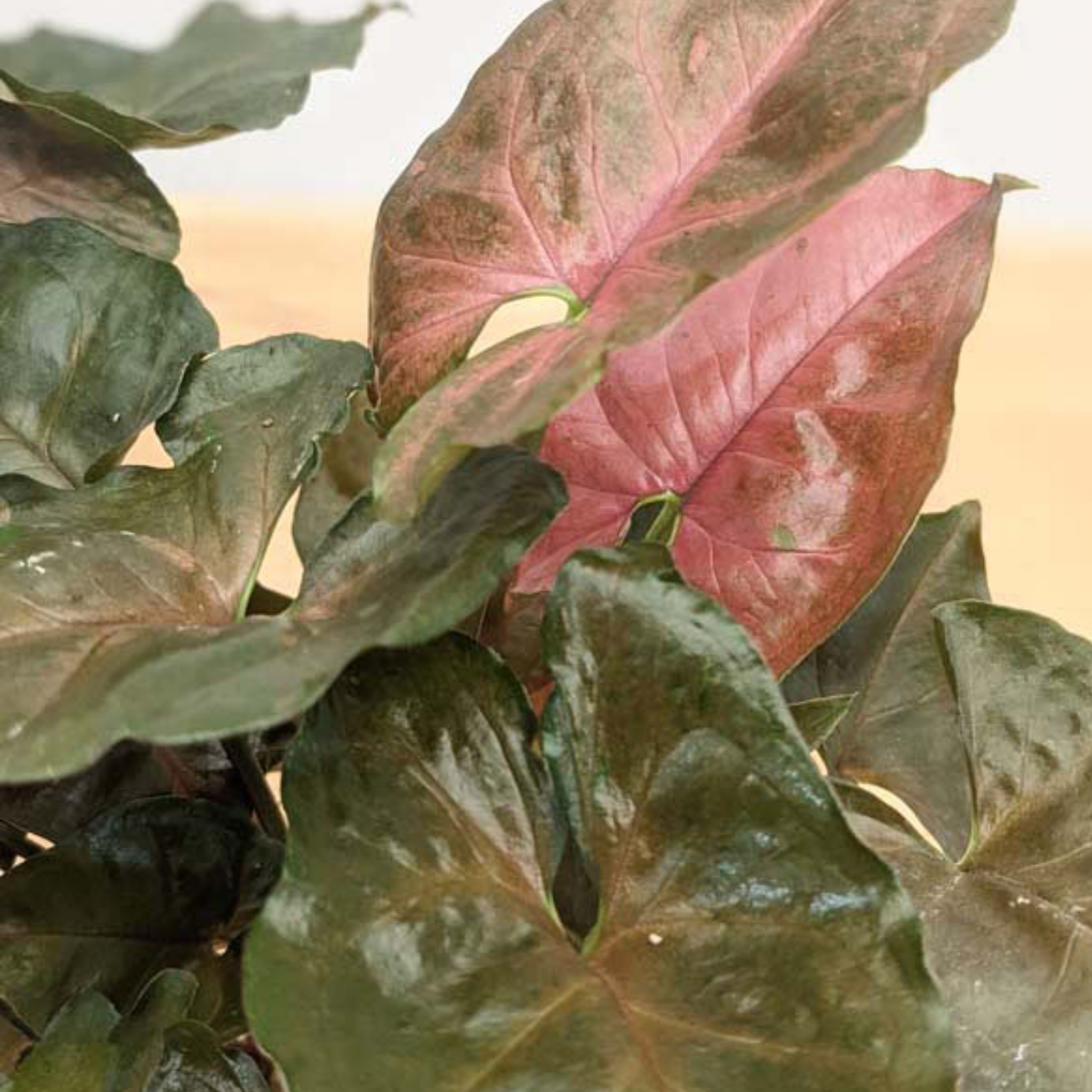 Bronze Syngonium - Syngonium podophyllum ‘Maria’ Arrowhead Plant