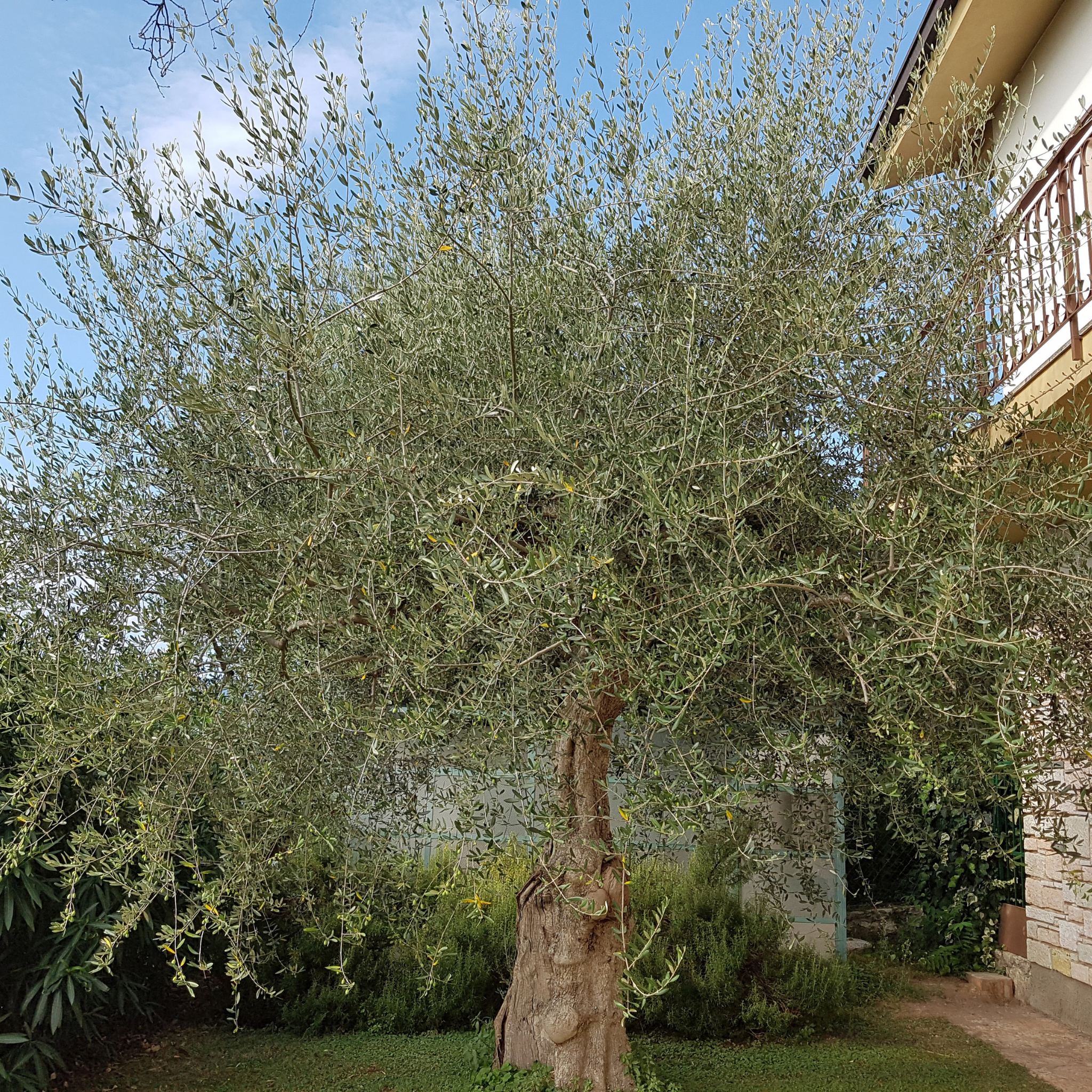Dwarf Olive Tress - Olea europaea Bambalina