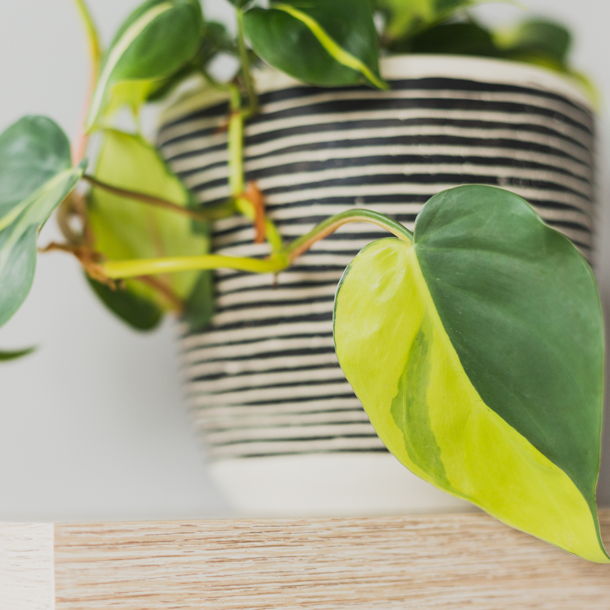 Heart Leaf Philodendron - Philodendron hederaceum Brasil