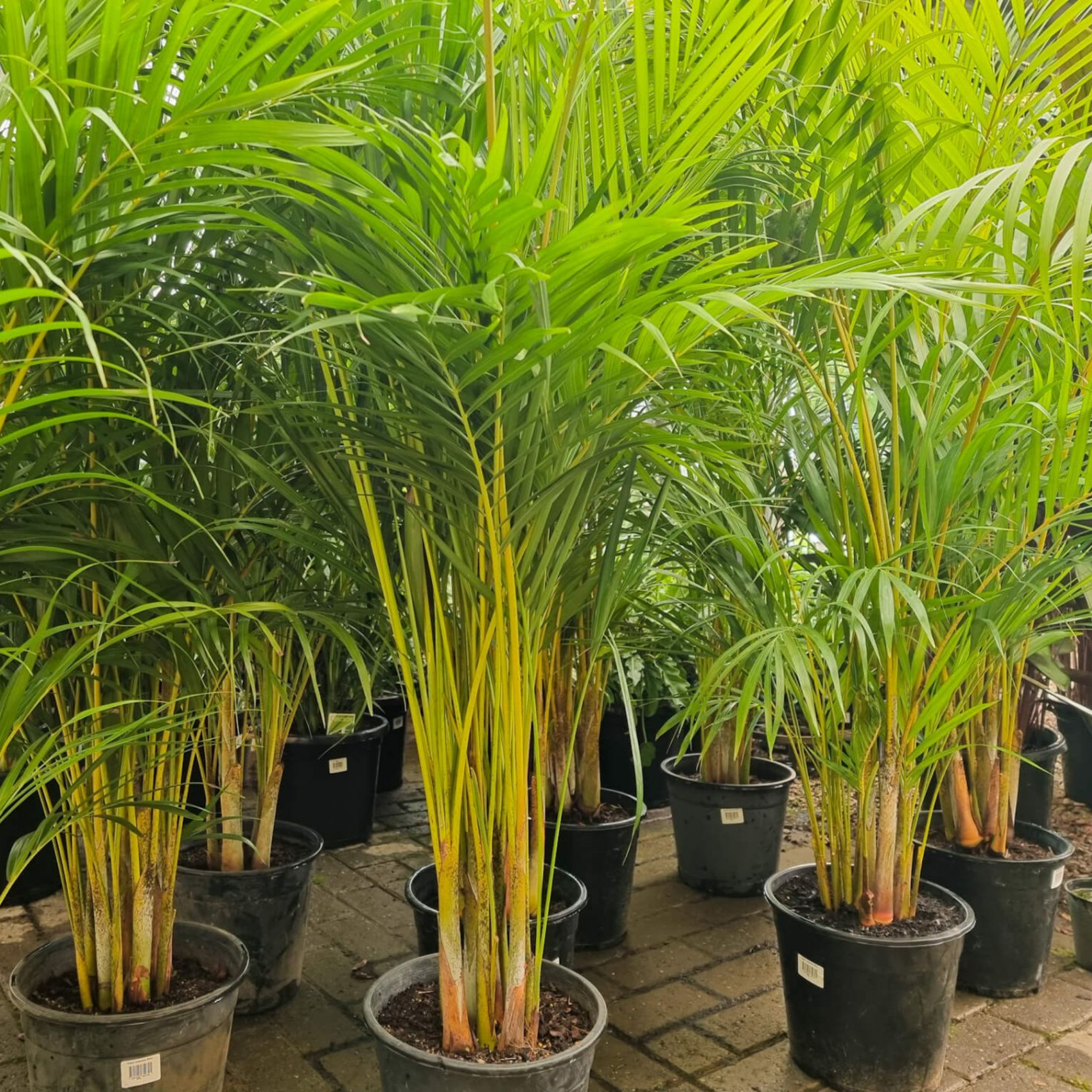 Areca Golden Cane Palm - Dypsis lutescens