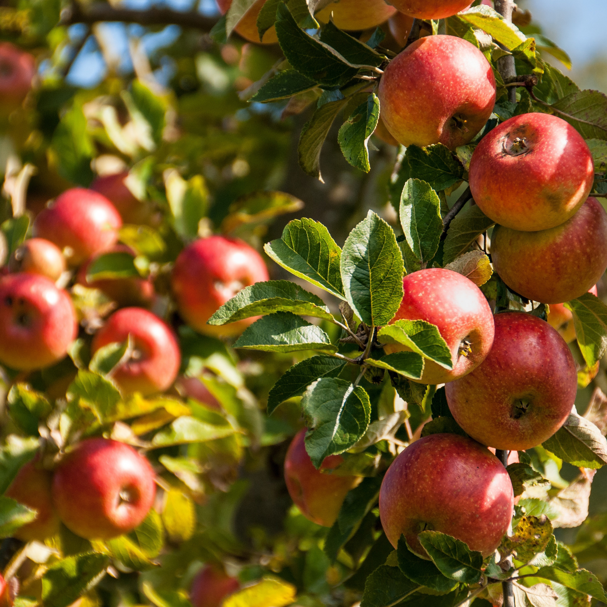 Apple Gala Tree - Malus domestica Gala Apple