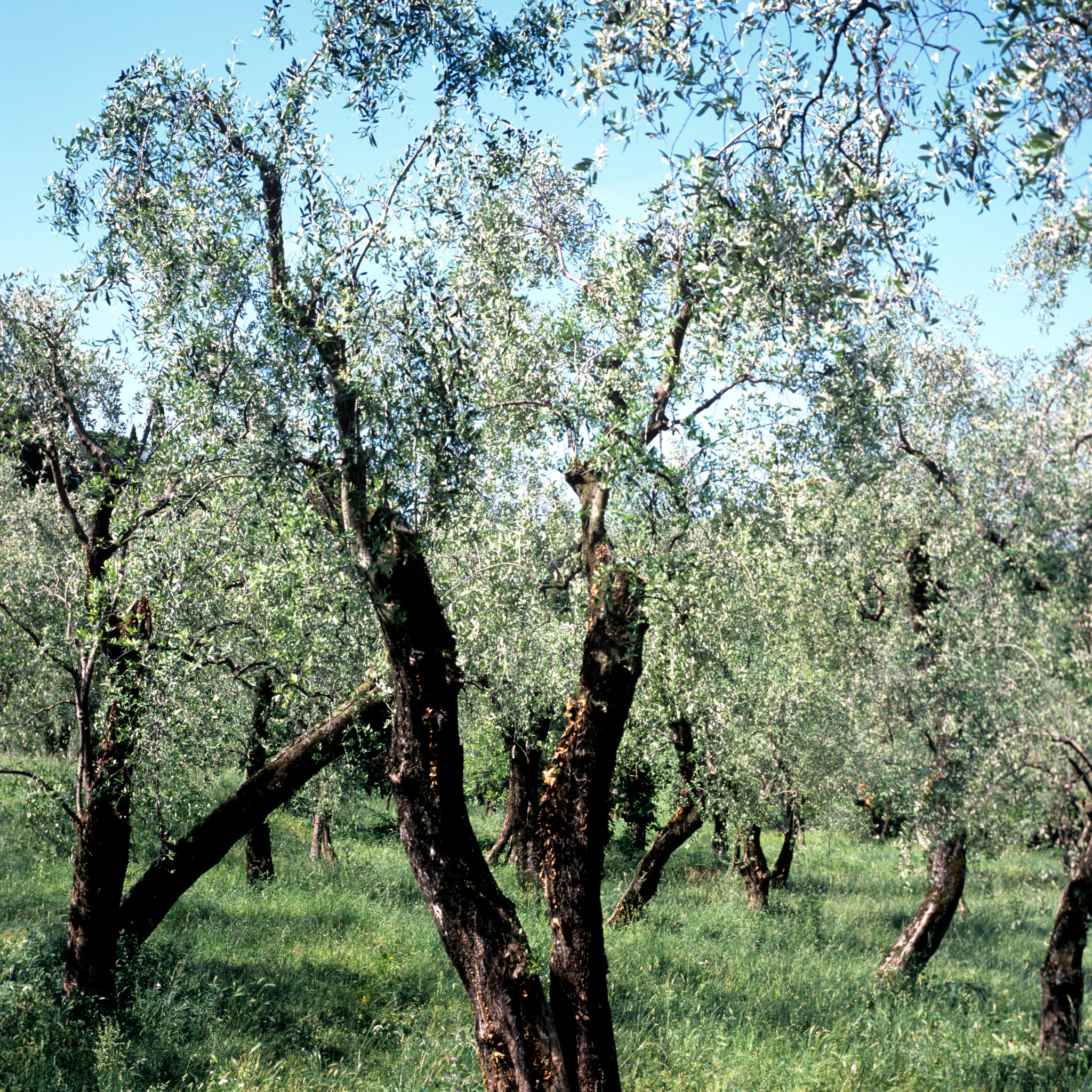 Kalamata Olive Tree - Olea europaea Kalamata
