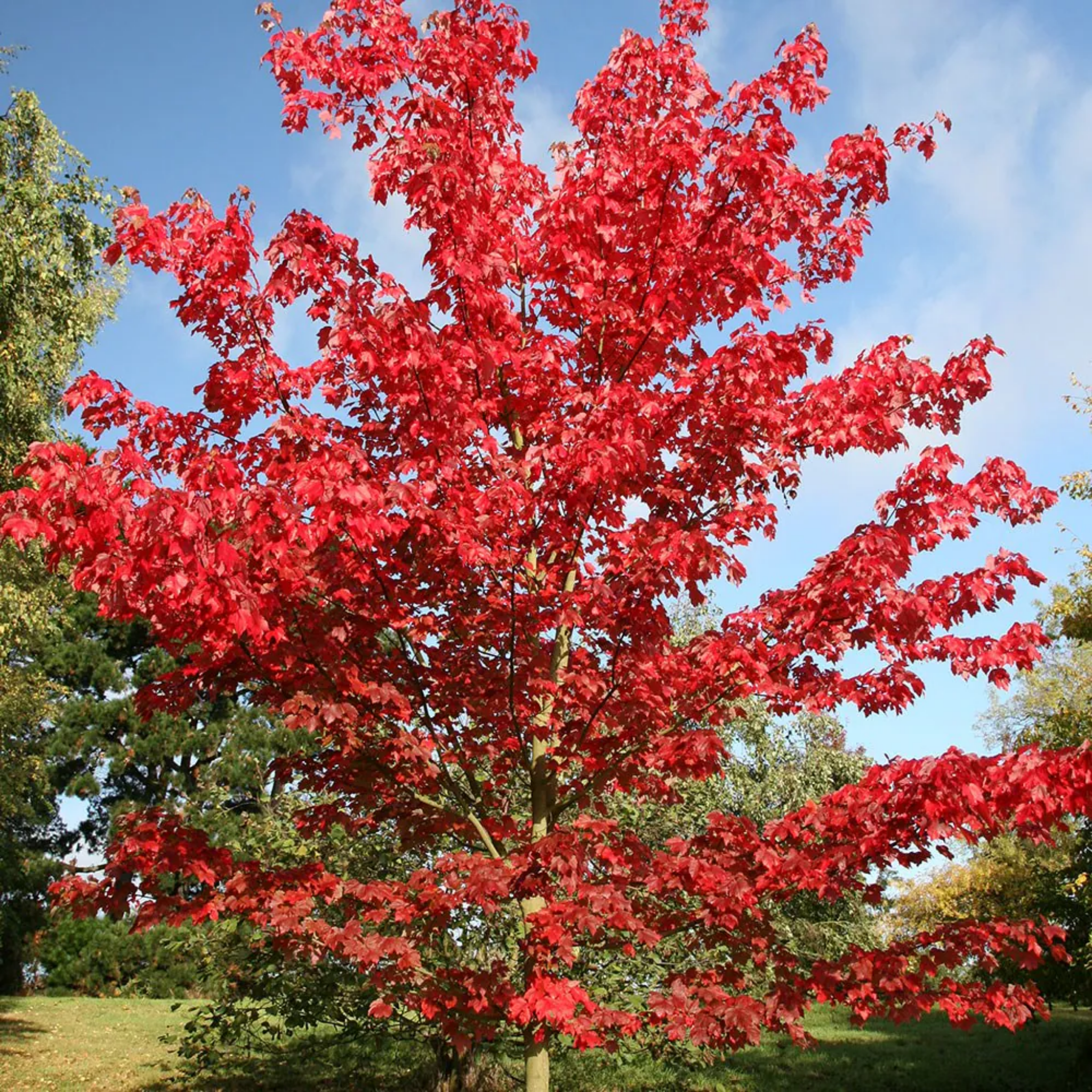 Tree with vibrant red leaves against a blue sky