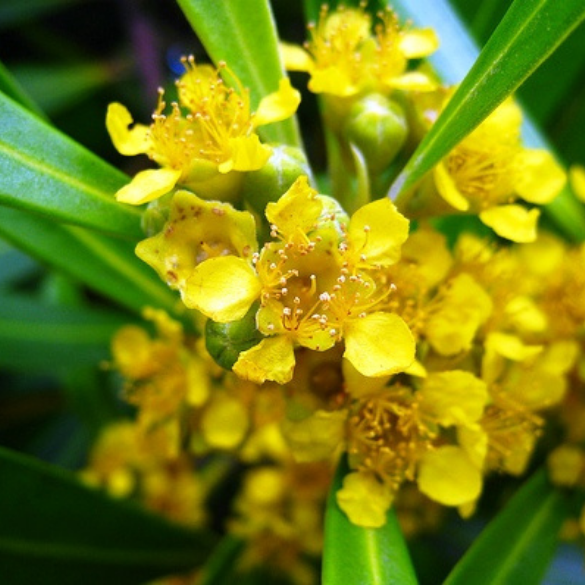 Water Gum tree - Tristaniopsis laurina
