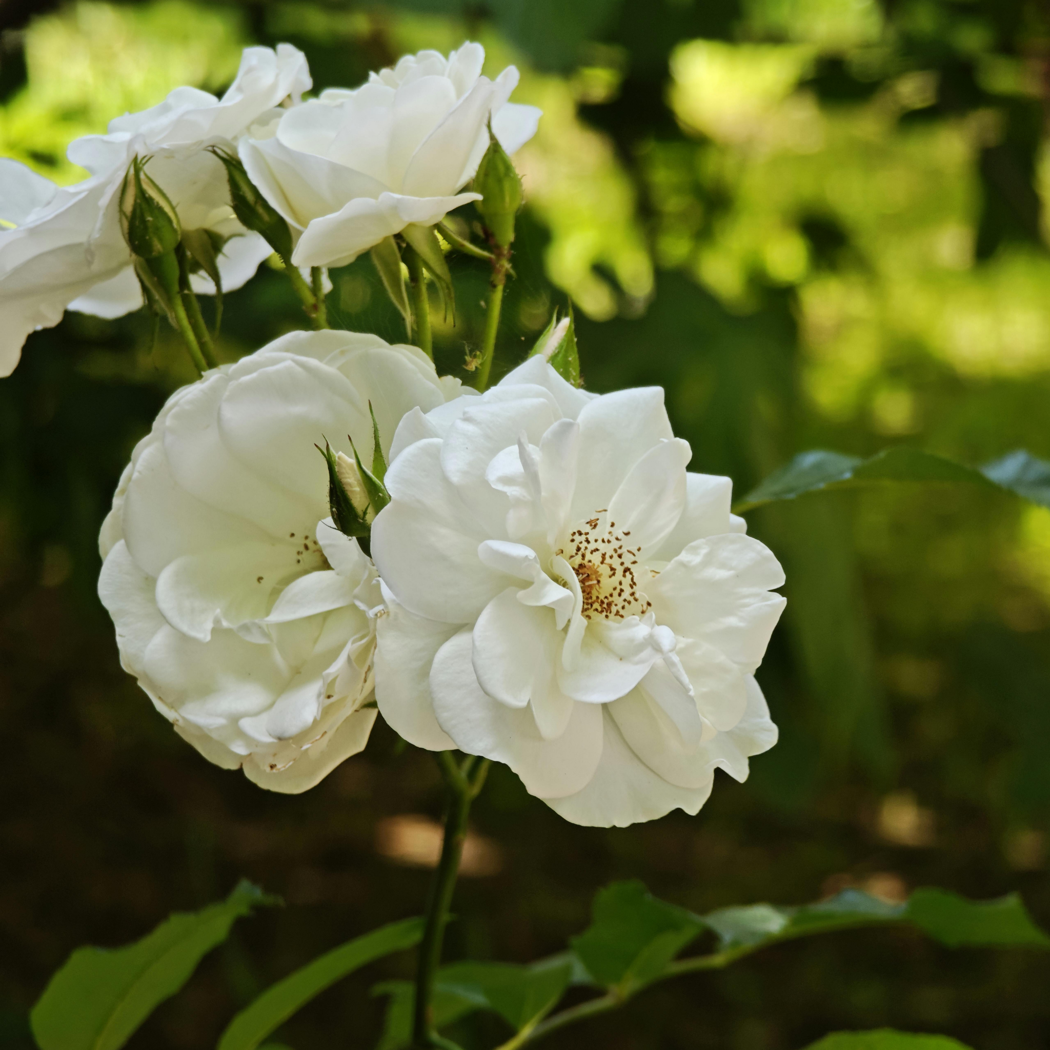 Iceberg Floribunda Rose - Rosa Iceberg