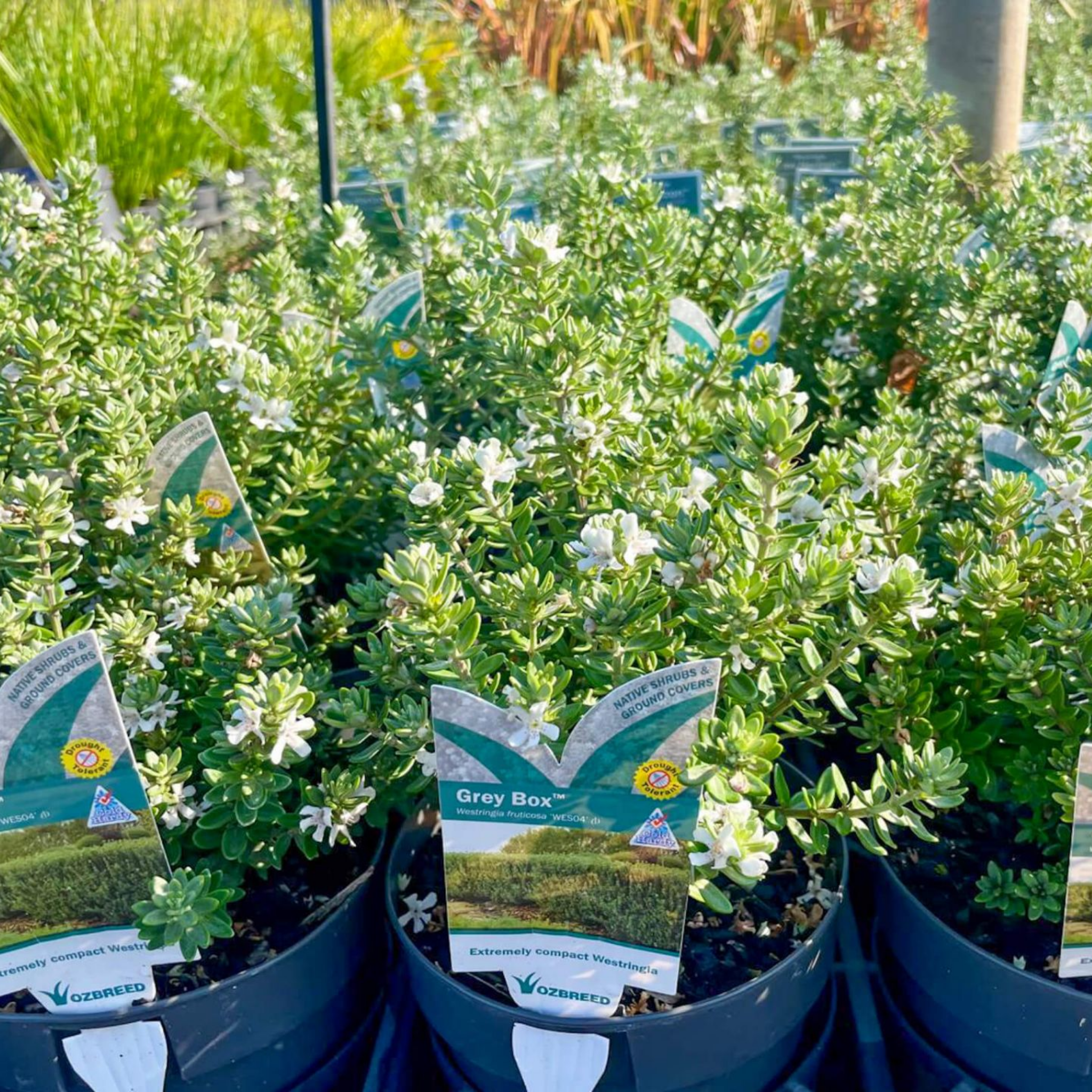 Grey Box Native Rosemary - Westringia fruticosa Grey Box