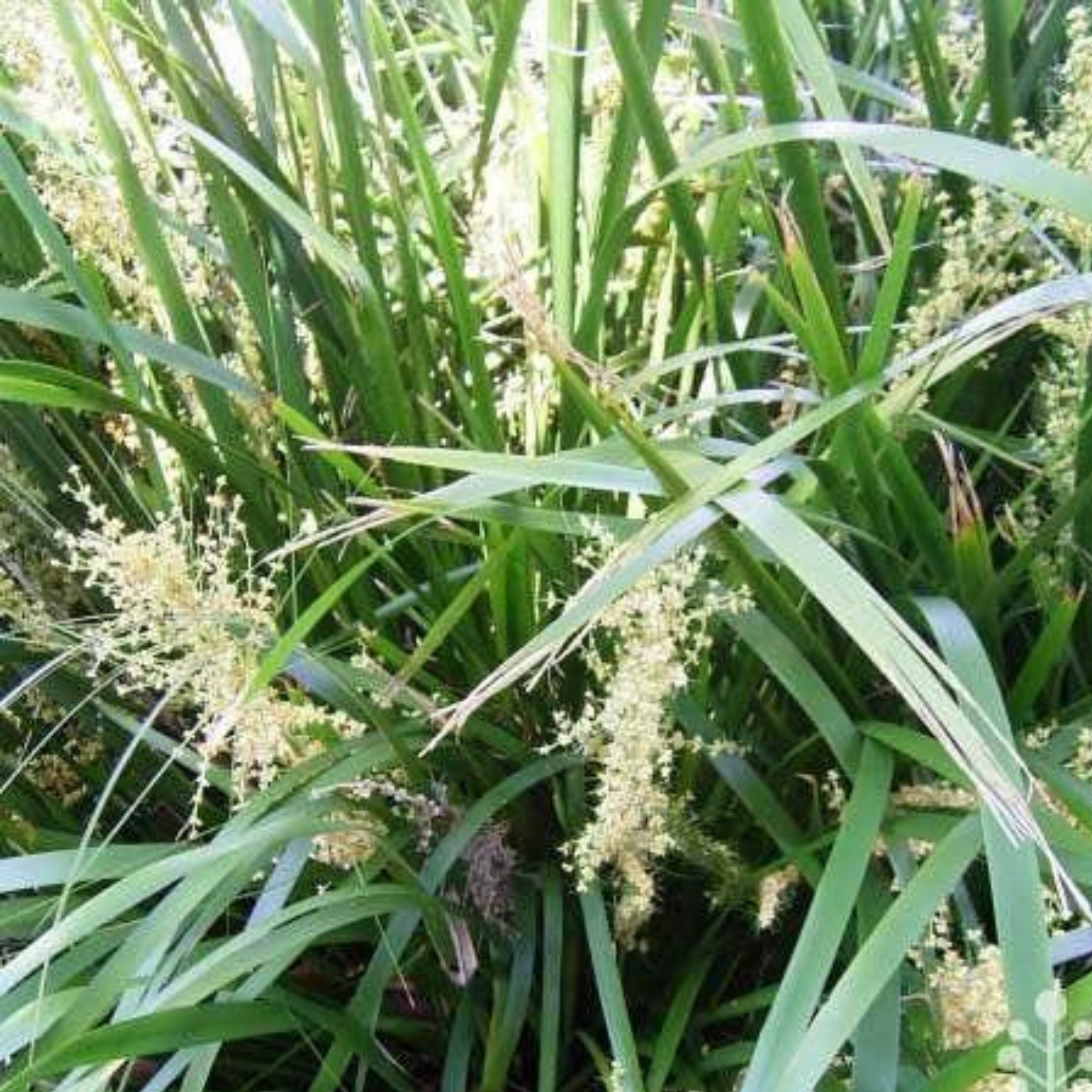 Lomandra longifolia