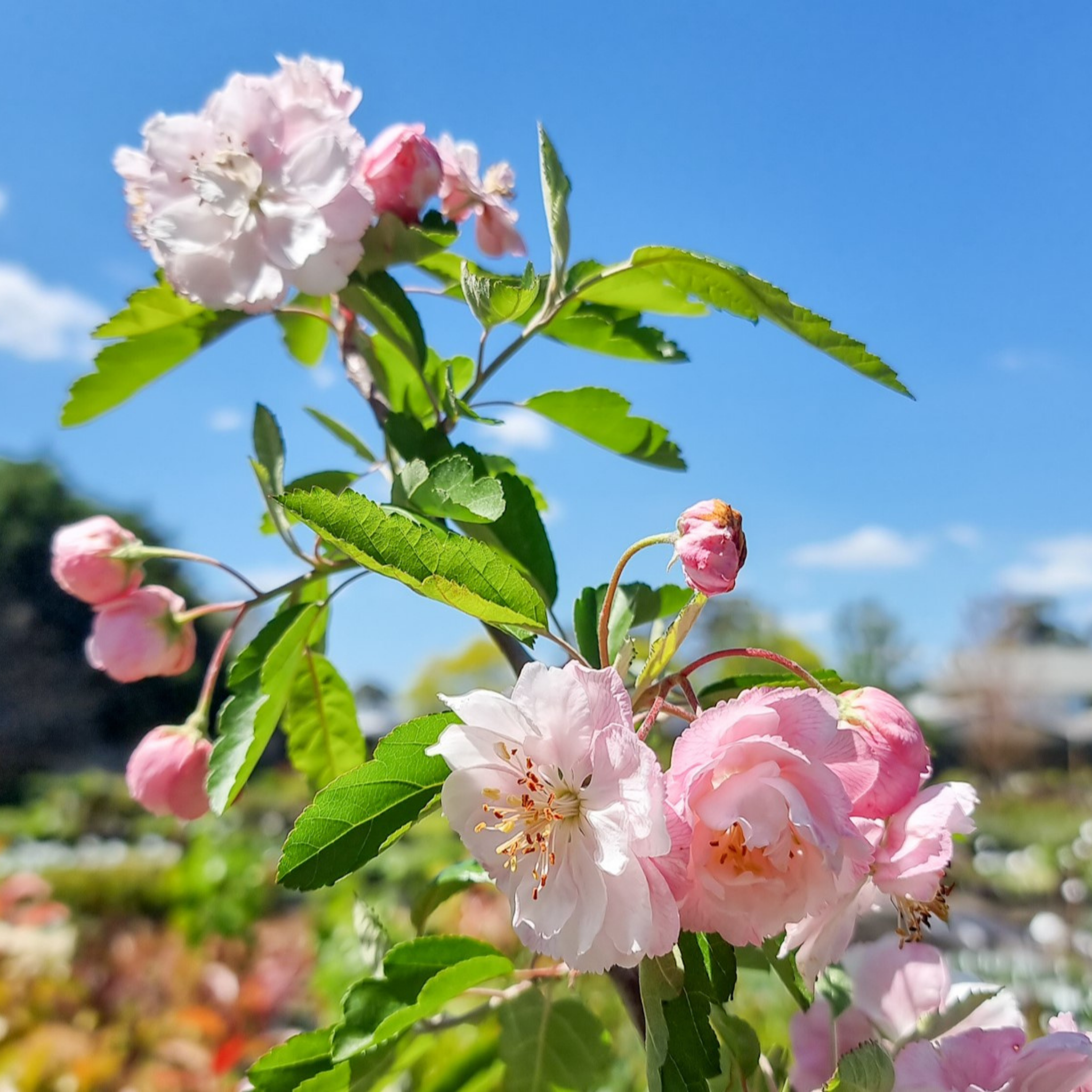 Double Flowering Prairie Crabapple - Malus ioensis Plena