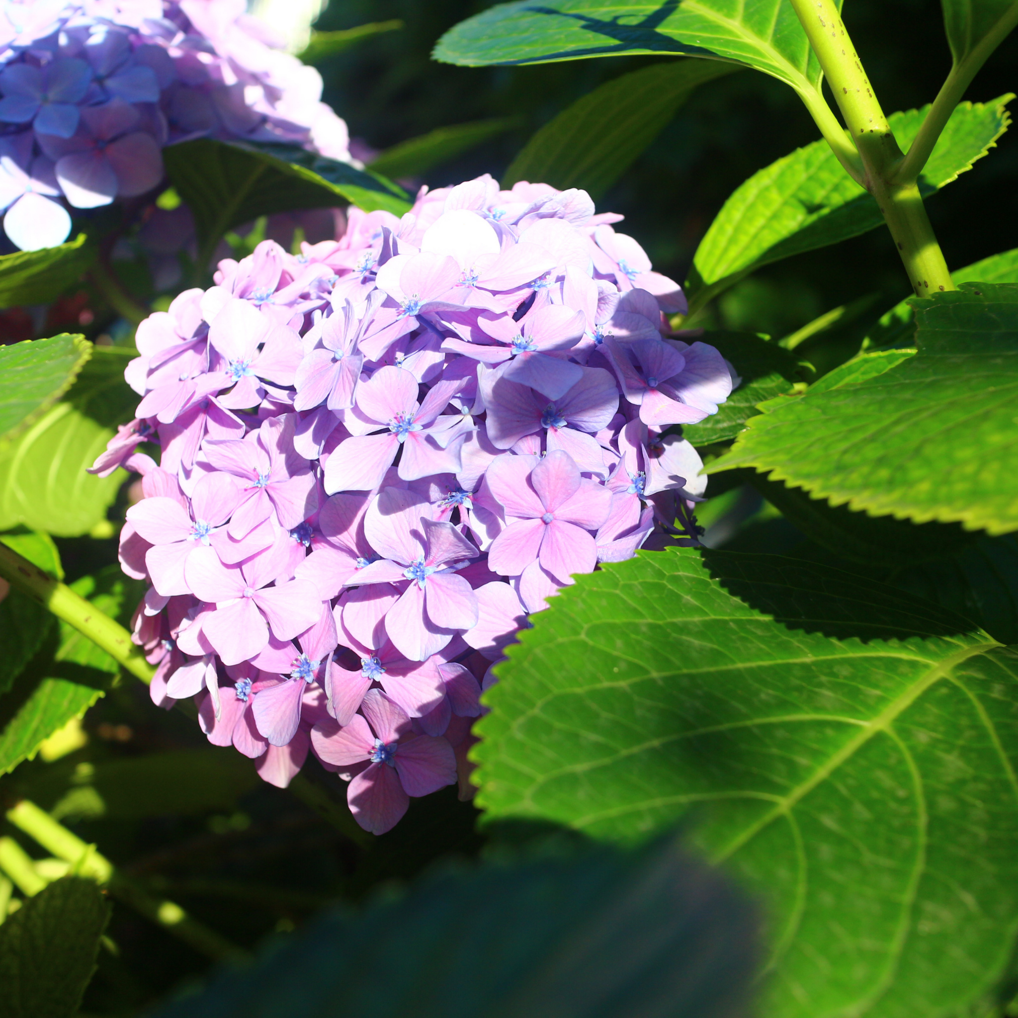 Big Leaf Hydrangea - Hydrangea macrophylla