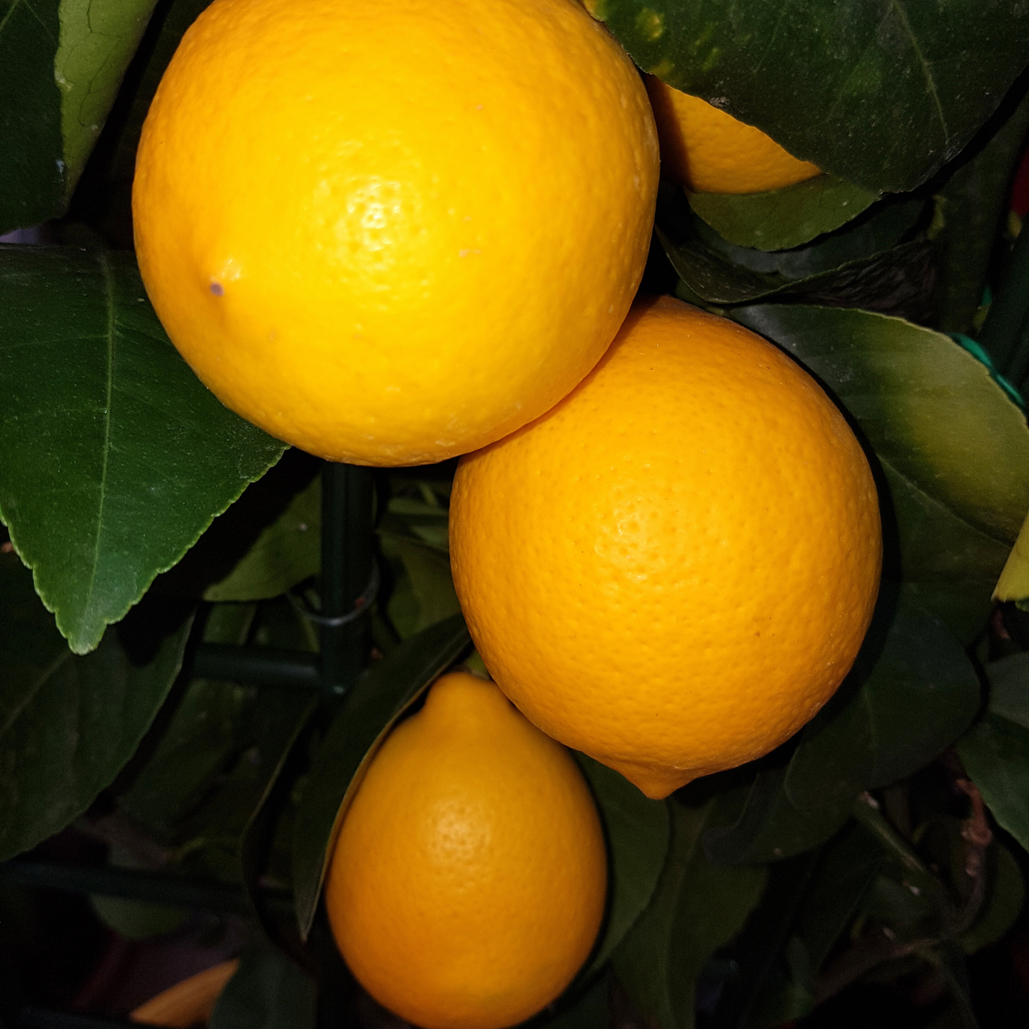Dwarf Lemonicious Lemon - Citrus limon  Lemonicious
