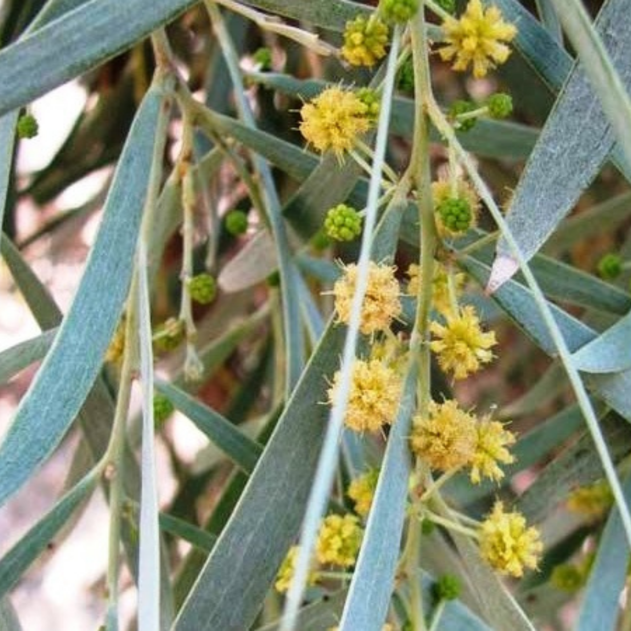Close-up of yellow flowers on a tree with green leaves.