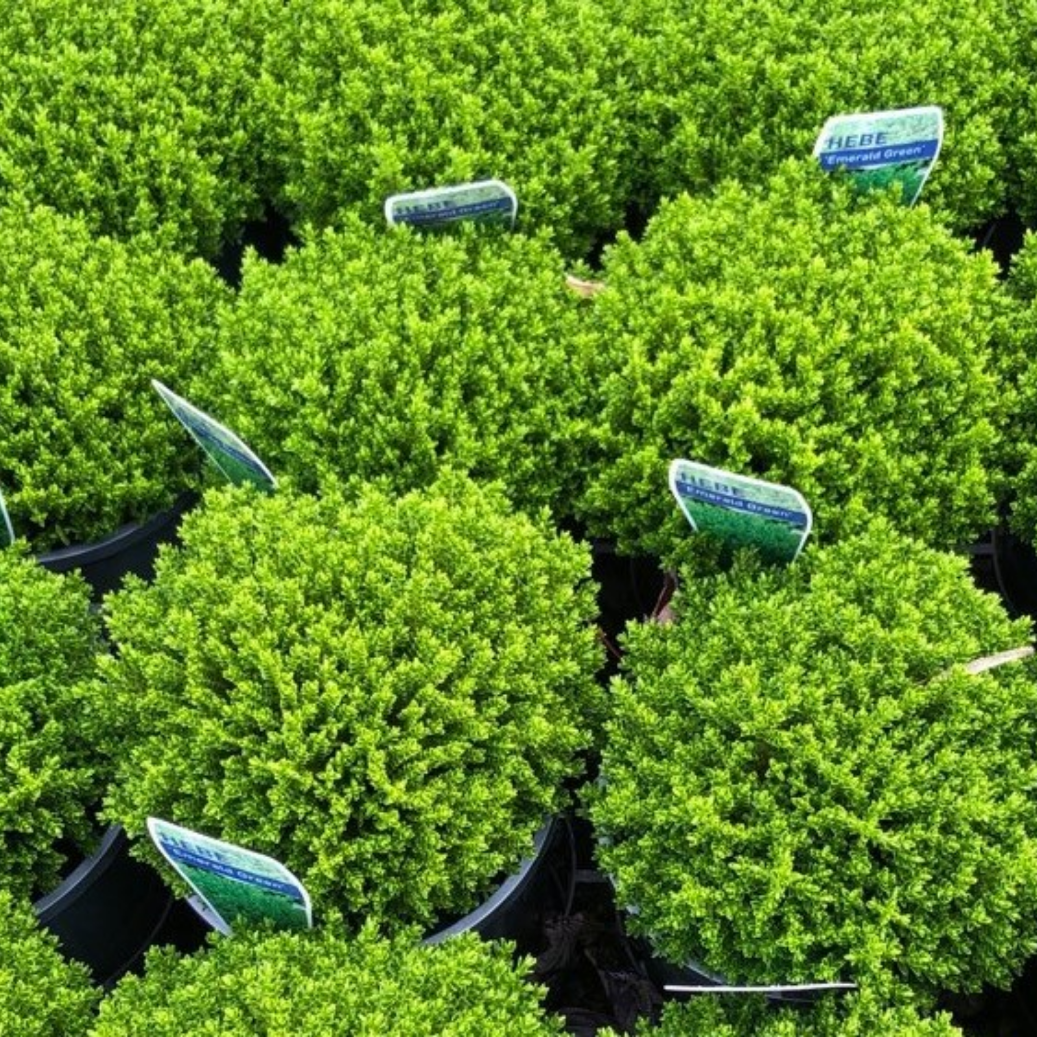 Shrubby Veronica Emerald Green - Hebe hybrida 'Emerald Green'