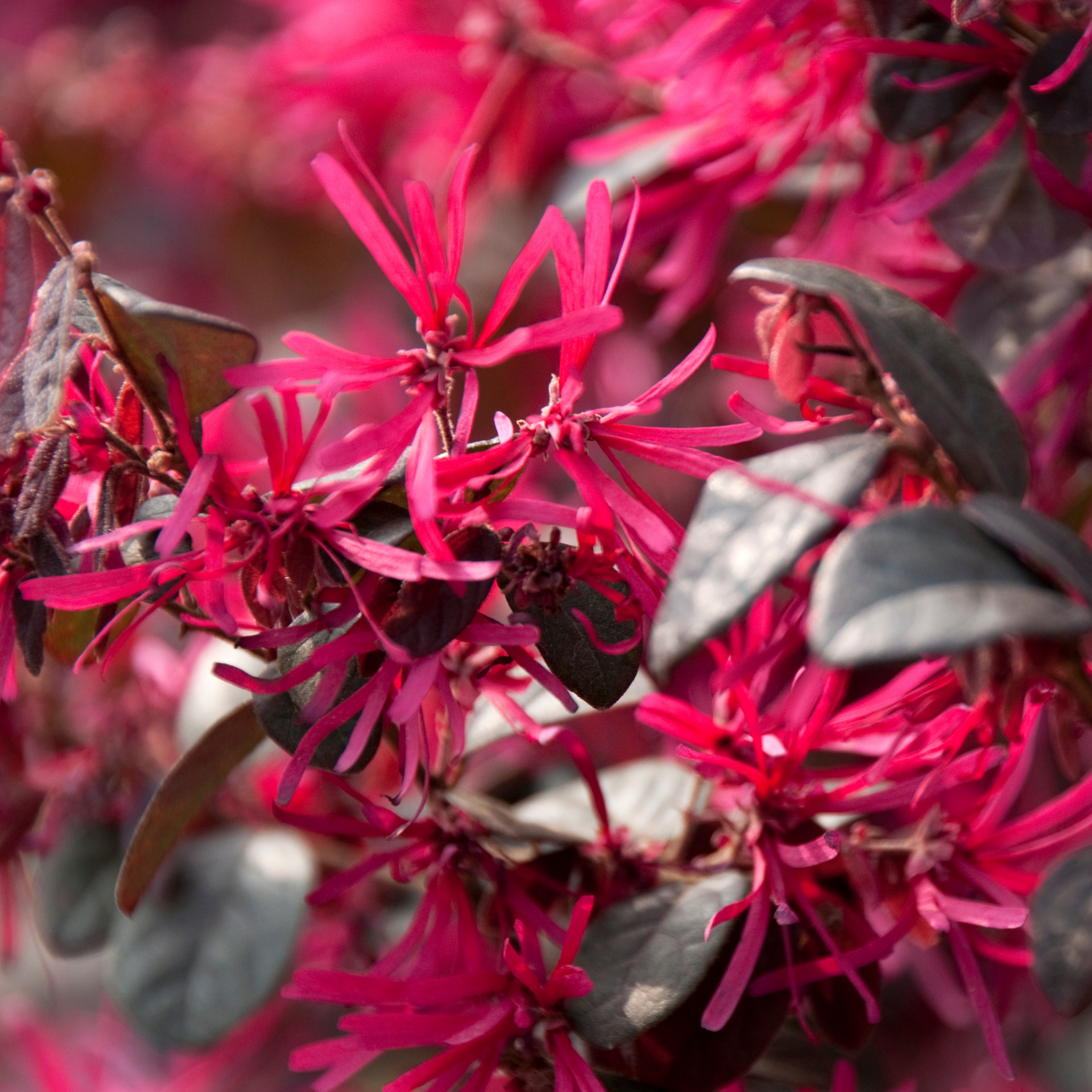 Plum Delight Pink Chinese Fringe Flower - Loropetalum chinense rubrum