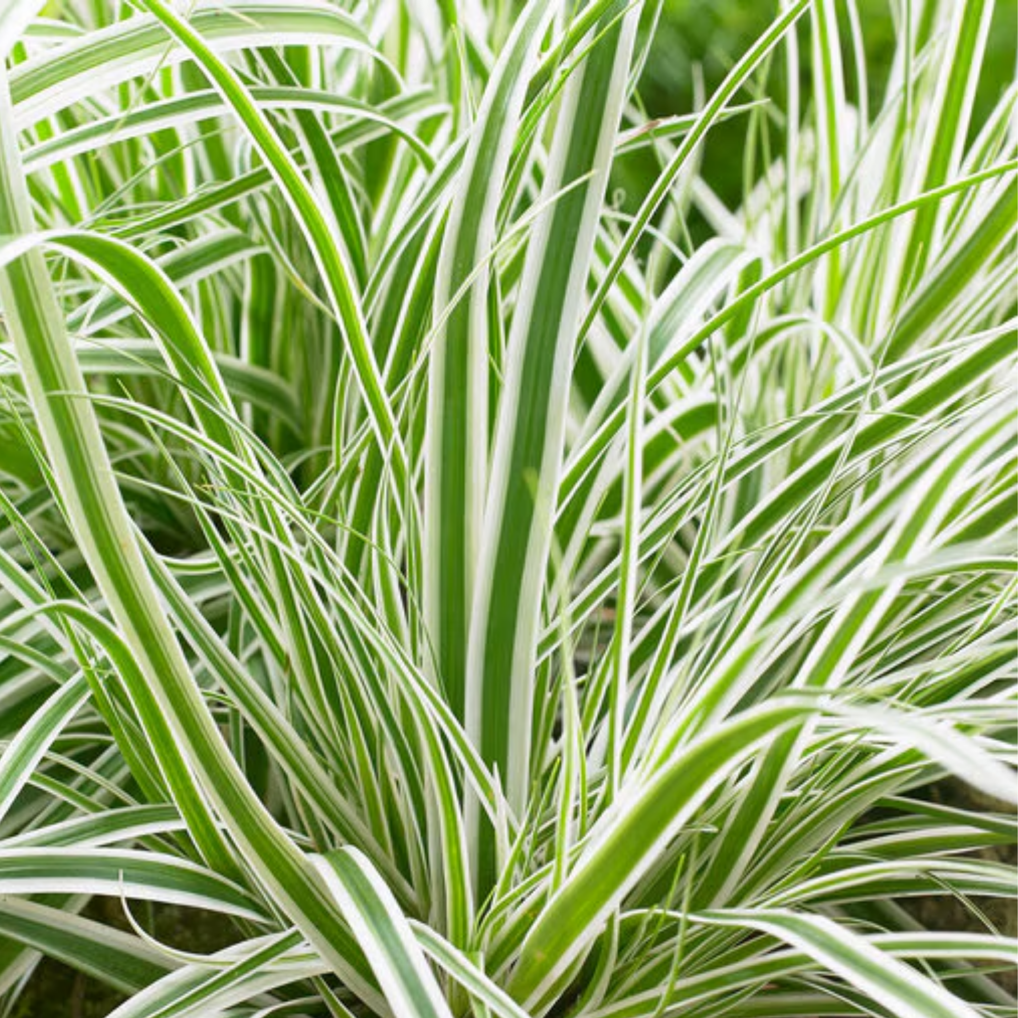 Close-up of a plant with green and white striped leaves.
