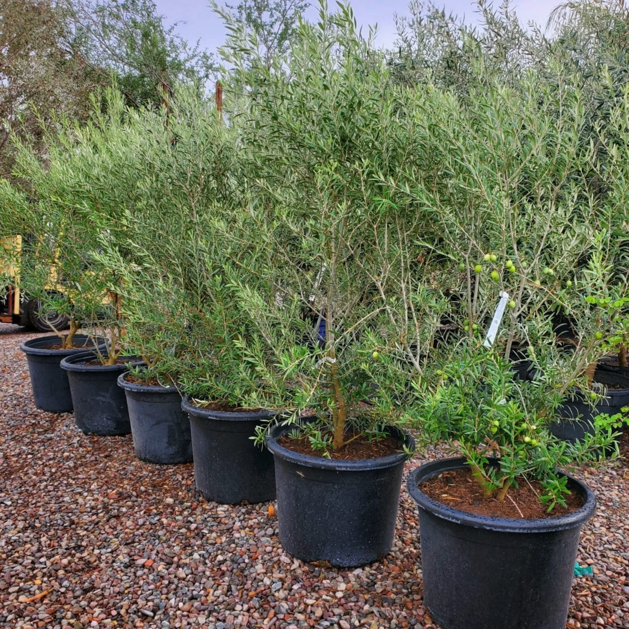 Manzanillo Olive Tree - Olea europaea Manzanillo