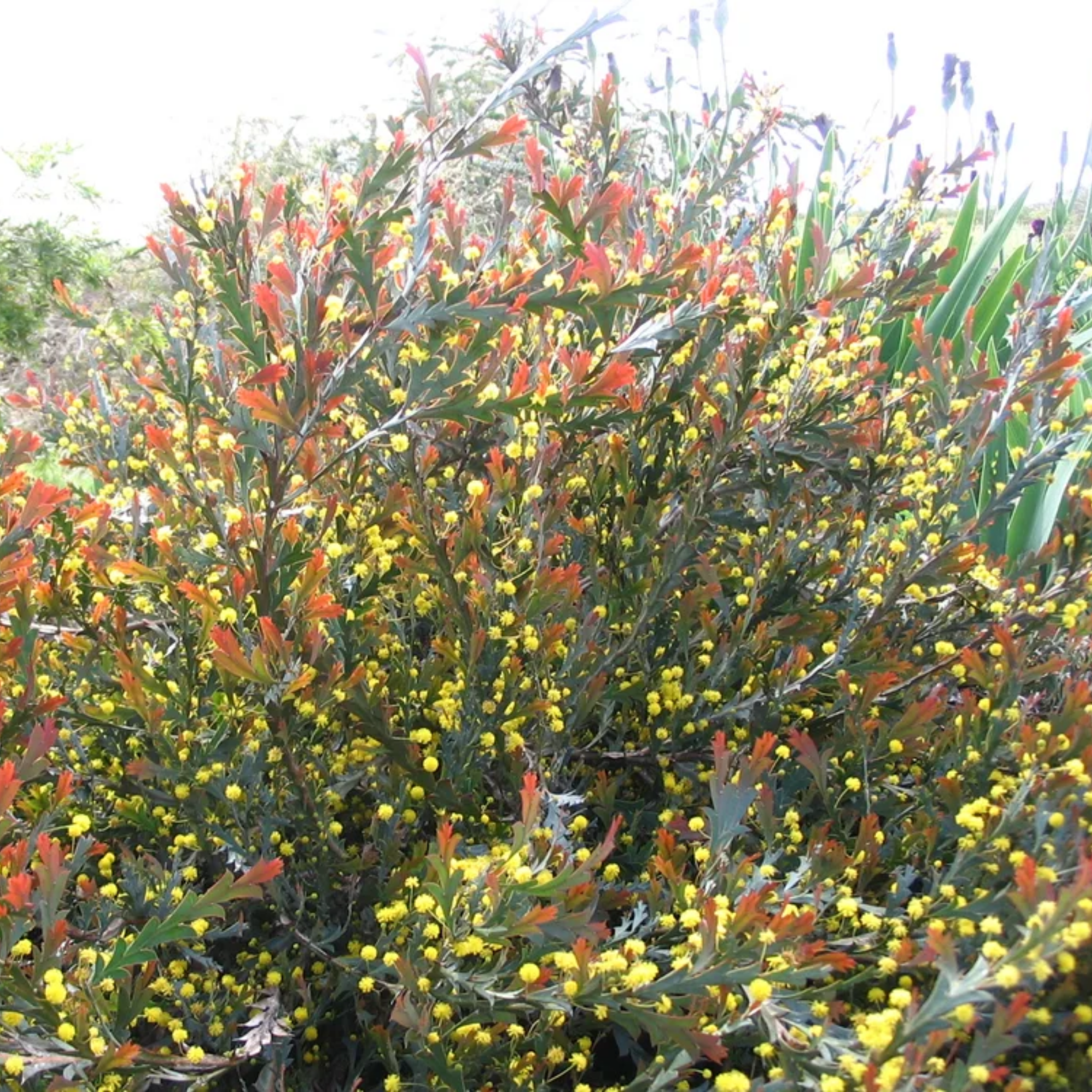 Floral bush with yellow and red flowers in a natural setting