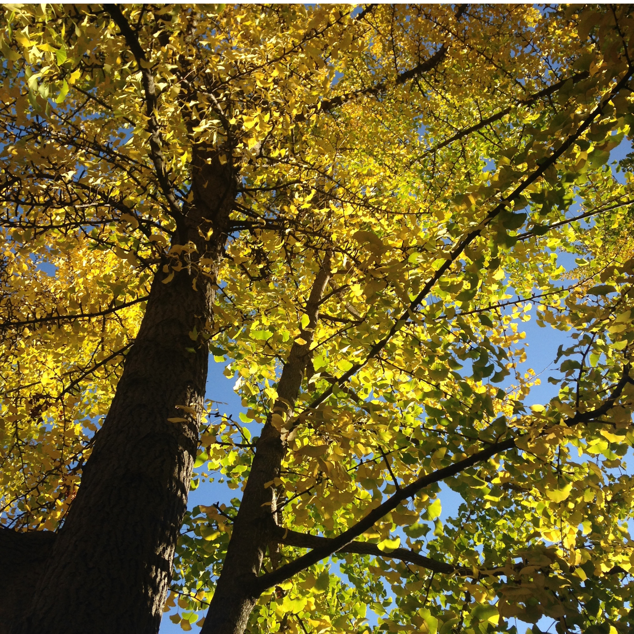 Ginkgo biloba Lemonlime Spire PBR - Upright Maidenhair Tree