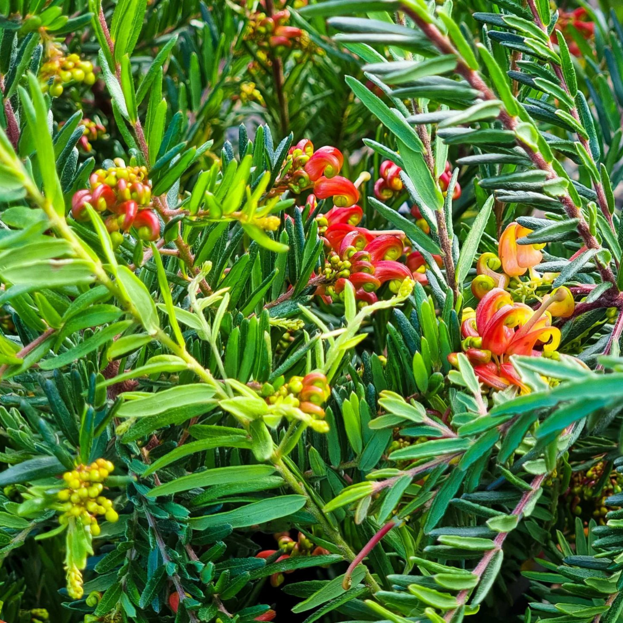 Grevillea 'Winter Flame' - Grevillea alpina rosmarinifoli Winter Flame
