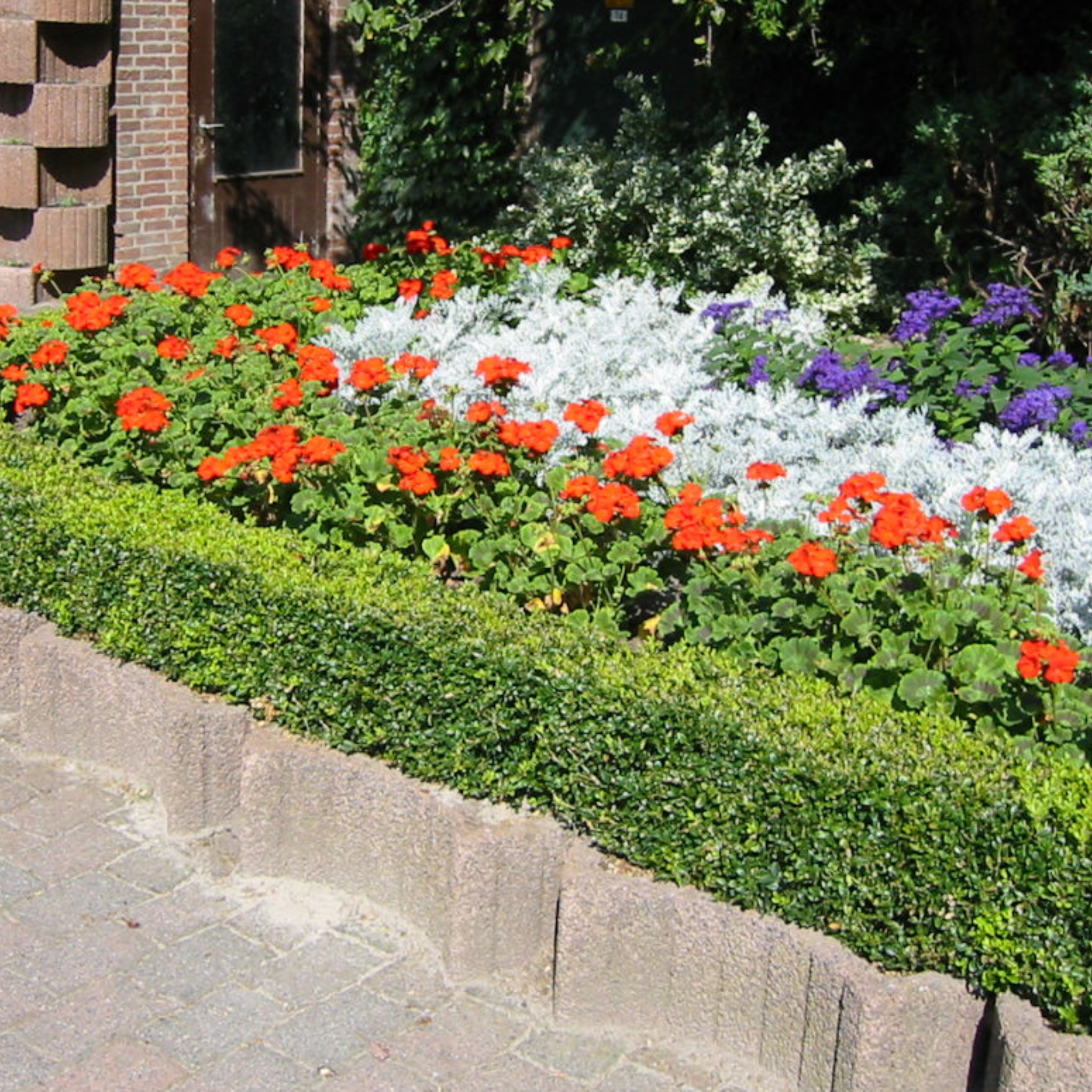 Colorful flower bed with red, white, and purple flowers in front of a brick building.
