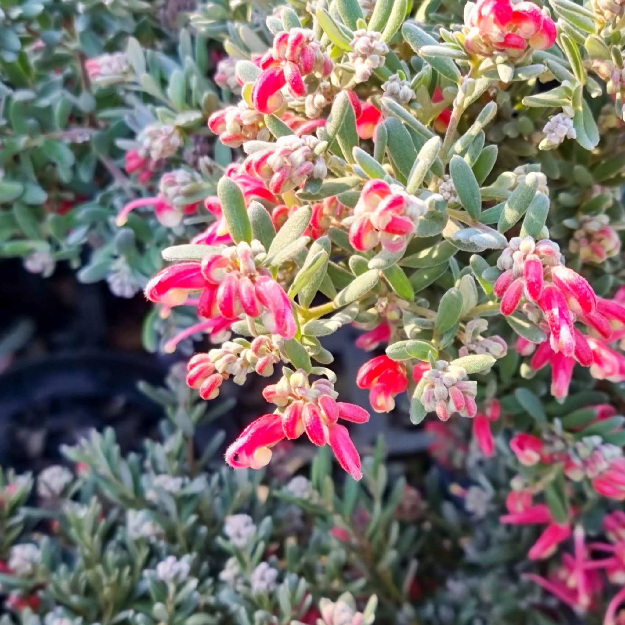 Grevillea 'Jelly Baby' -  Grevillea lavandulacea alpina Jelly Baby