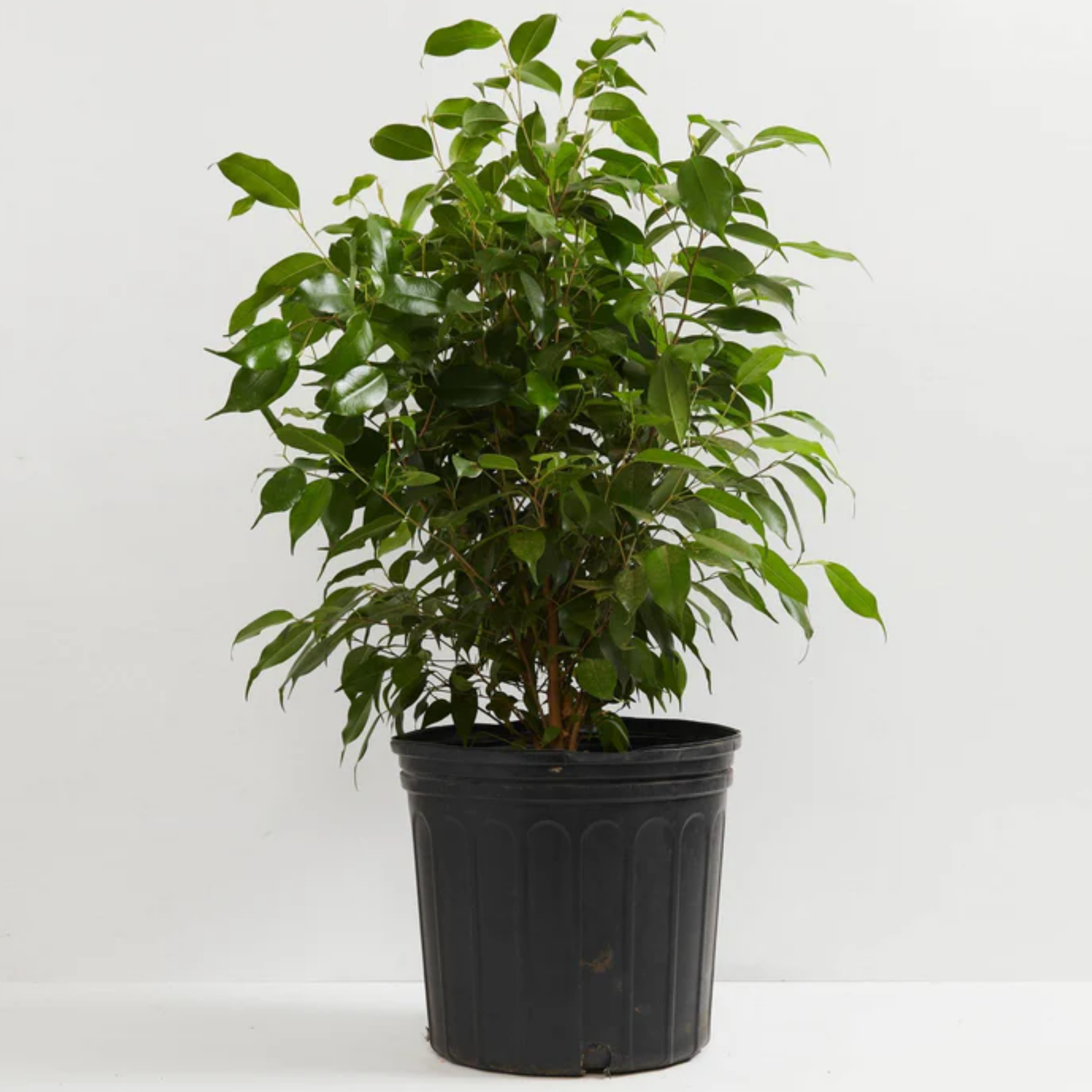 Weeping Benjamin Fig - Ficus Benjamina