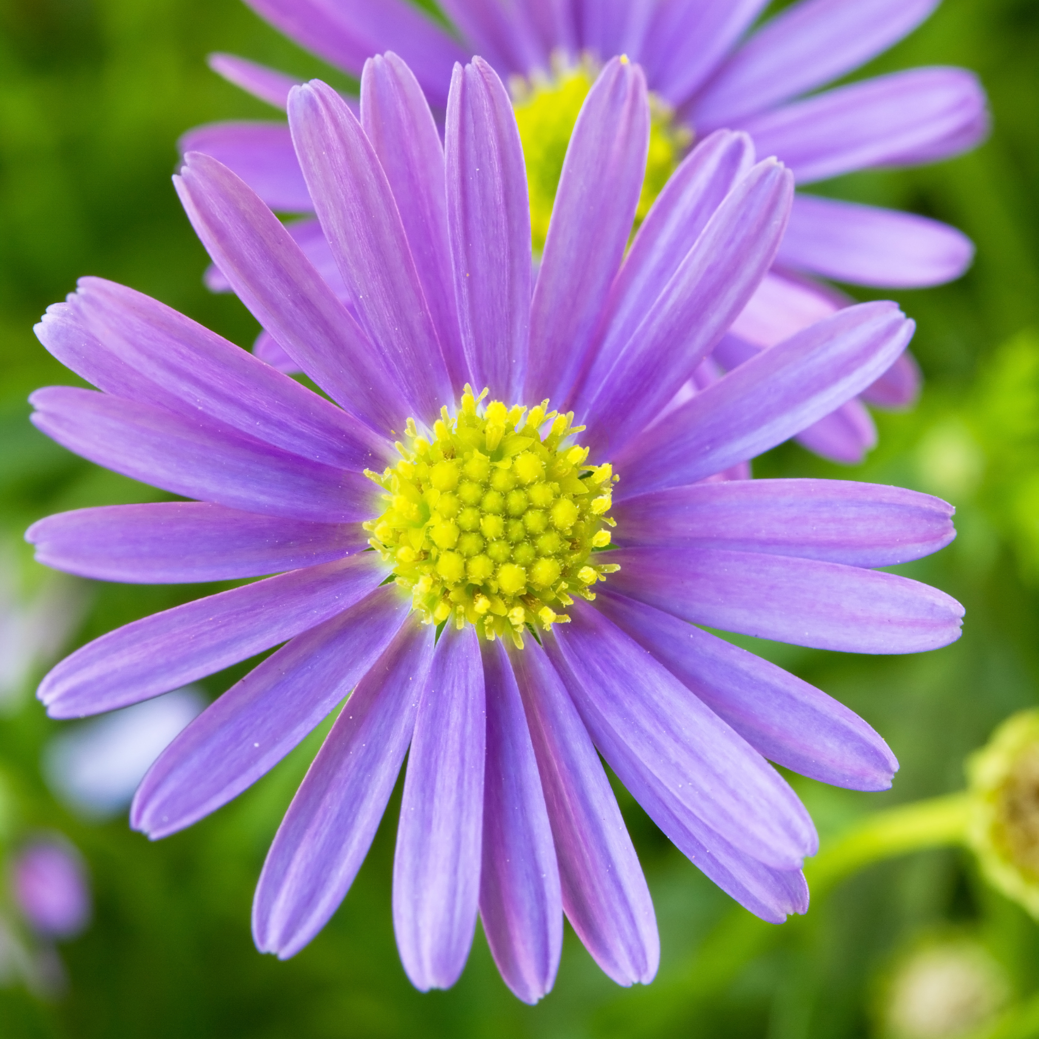 Stiff Daisy Fresco Purple - Brachyscome angustifolia 'Fresco Purple'