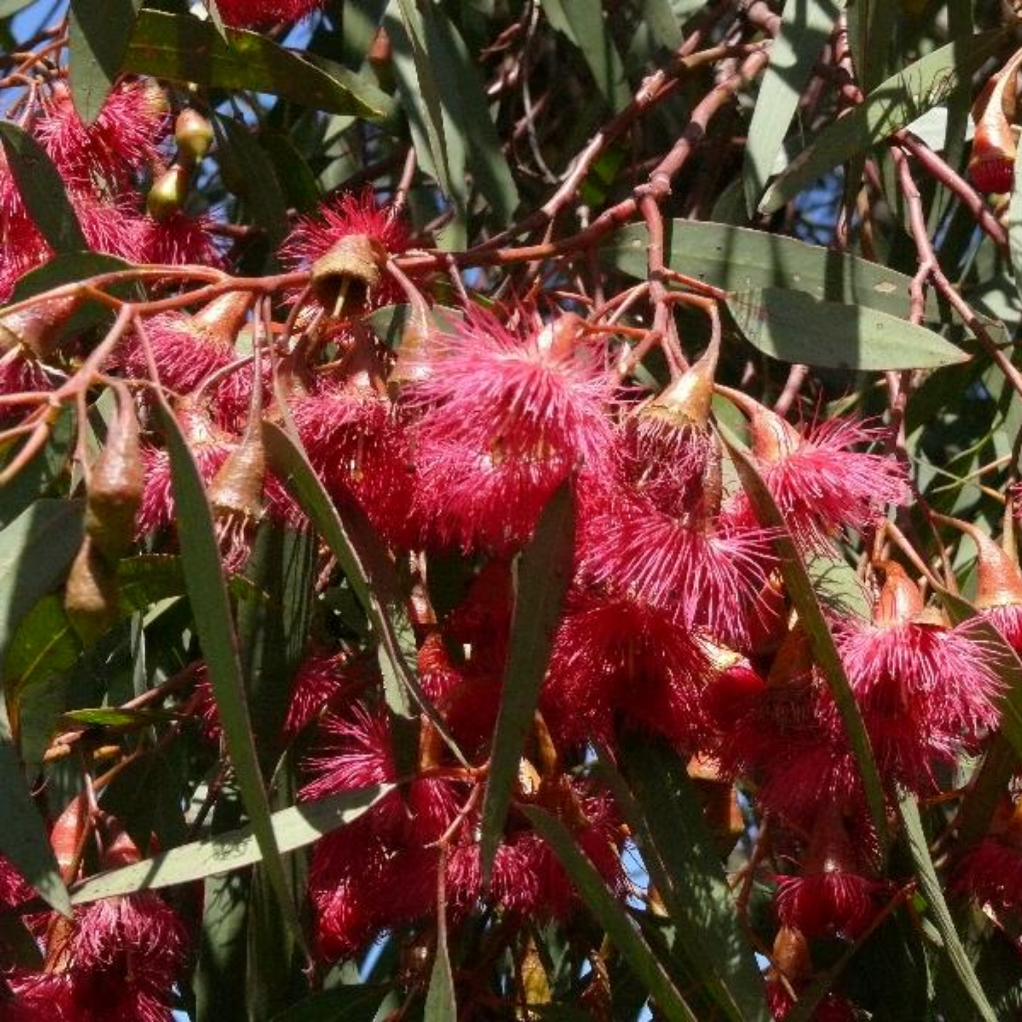 Eucalyptus Euky Dwarf Gum - Eucalyptus leucoxylon Euky Dwarf