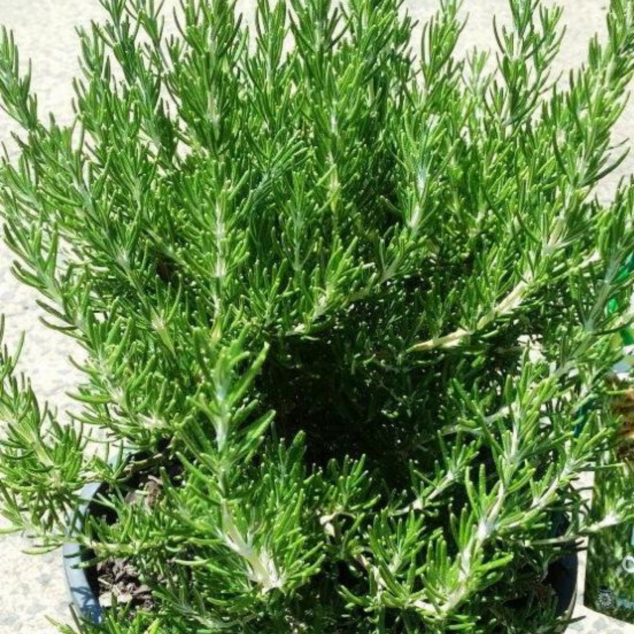 Rosemary Chefs Choice - Rosmarinus officinalis Chefs Choice