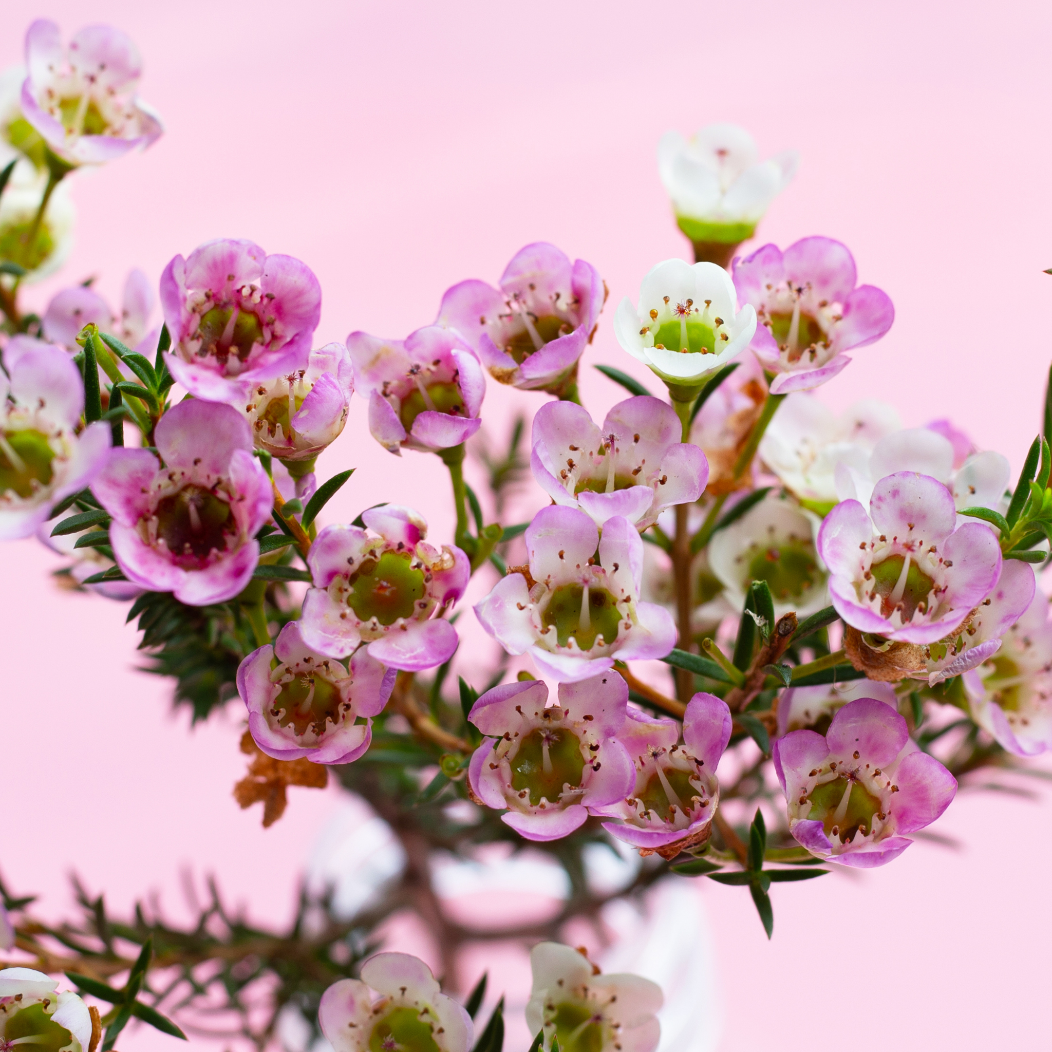 Paddys Pink Waxflower - Chamelaucium verticordia 'Paddys Pink'