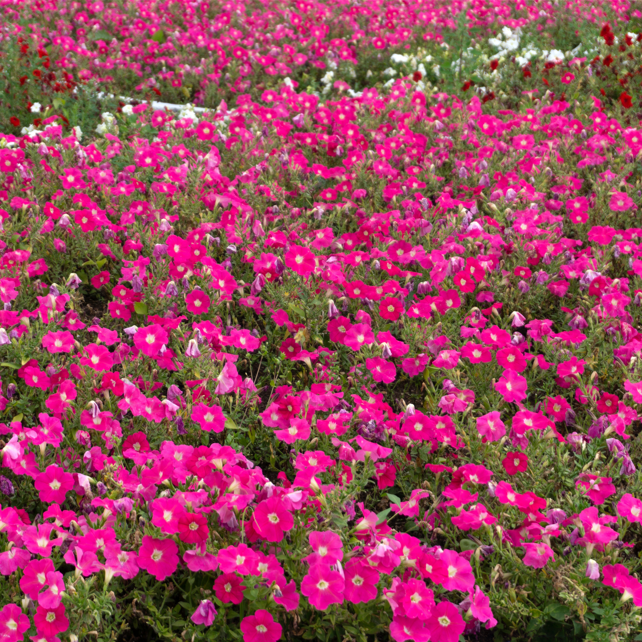 Mini Petunia Calipetite Rose  - Calibrachoa hybrida Calipetite Rose