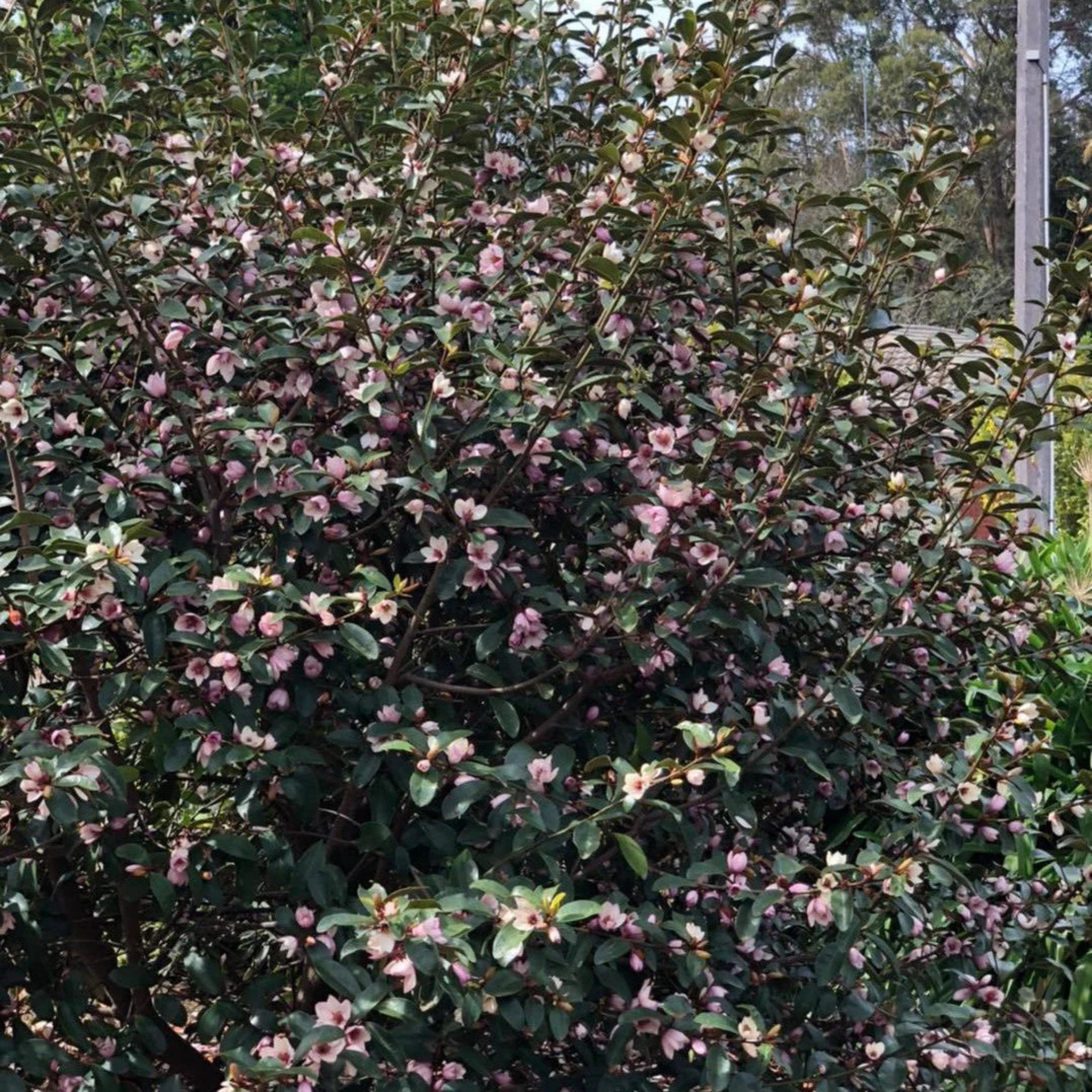 Magnolia Pink Pearl - Magnolia doltsopa figo Pink Pearl