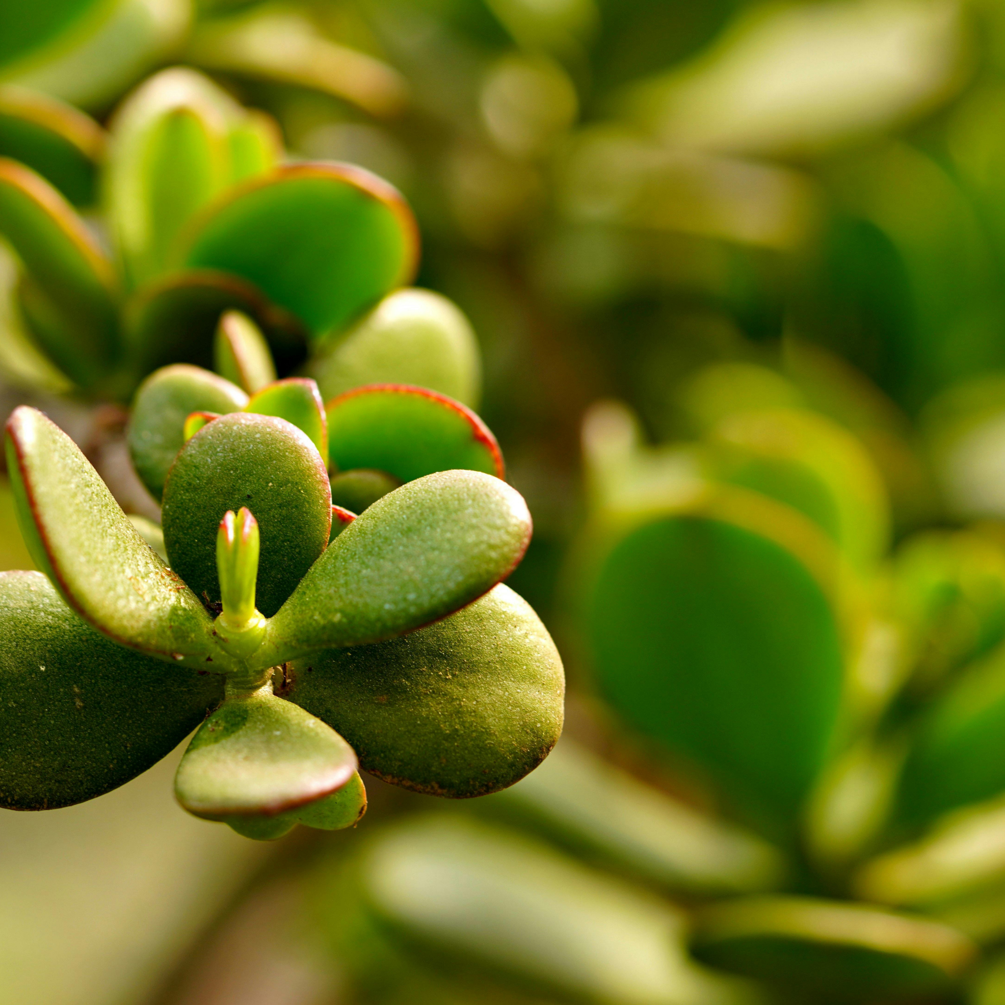 Close-up of green succulent leaves with a blurred green background
