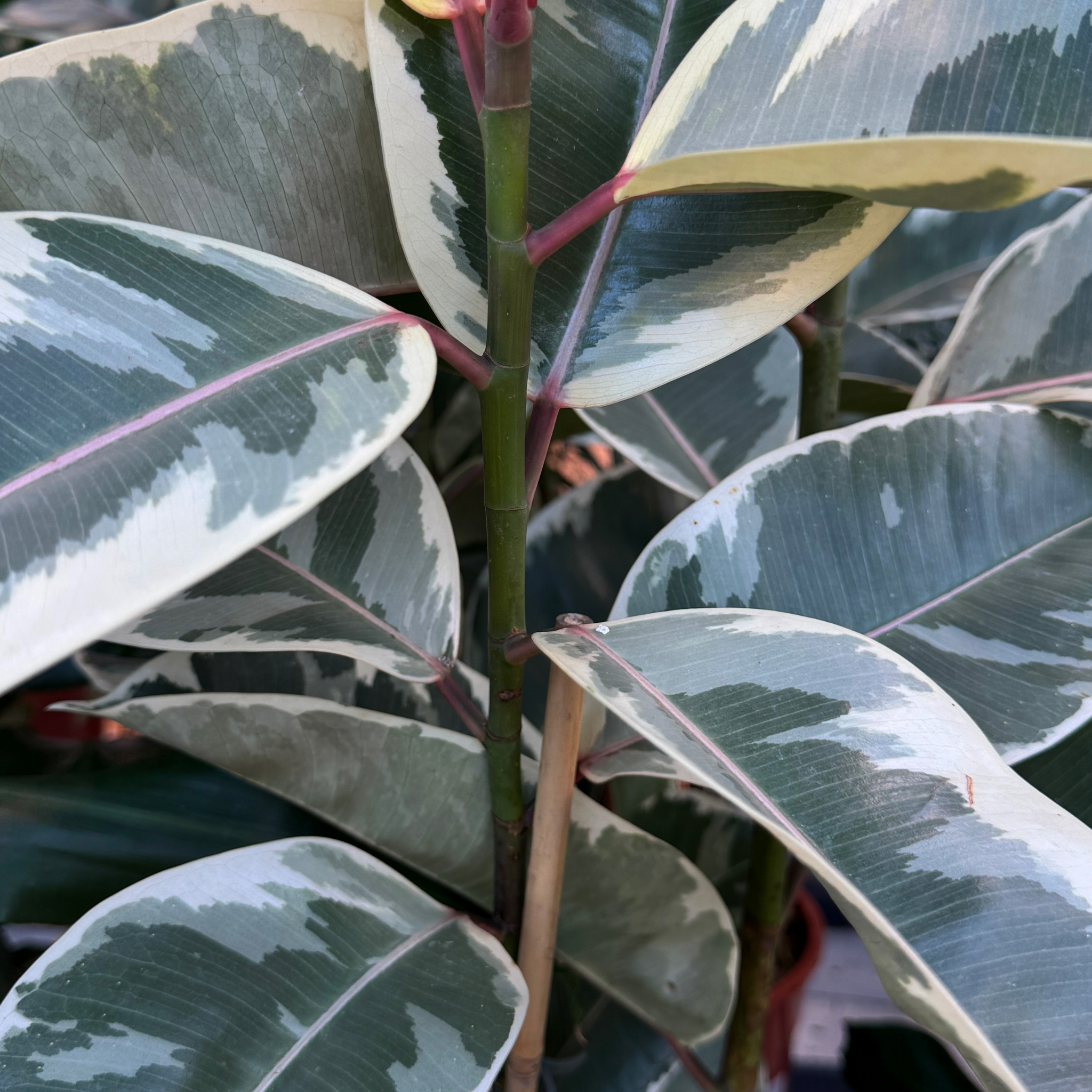 Tineke Rubber Tree Plant - Ficus elastica Tineke