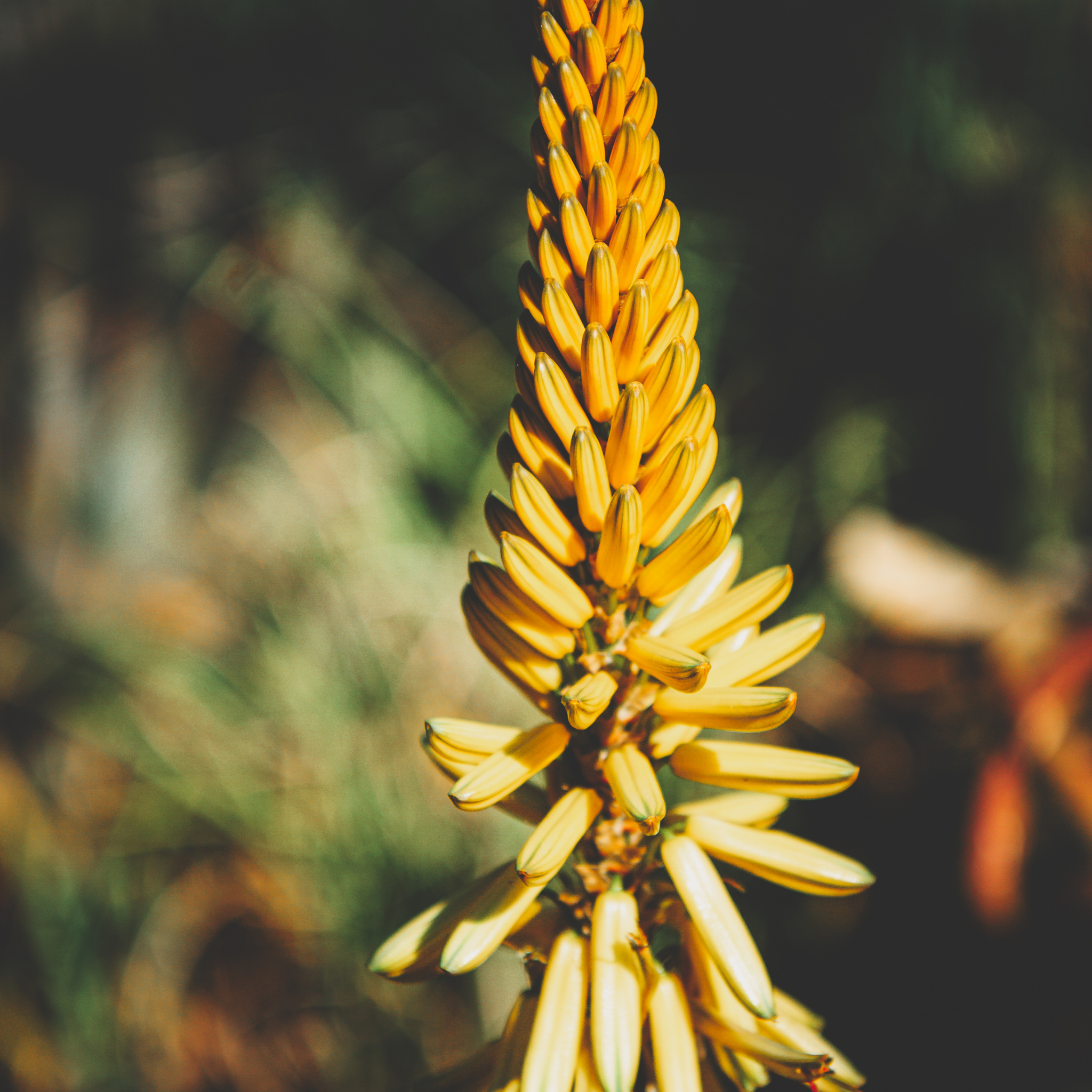 Aloe hybrida Moonglow