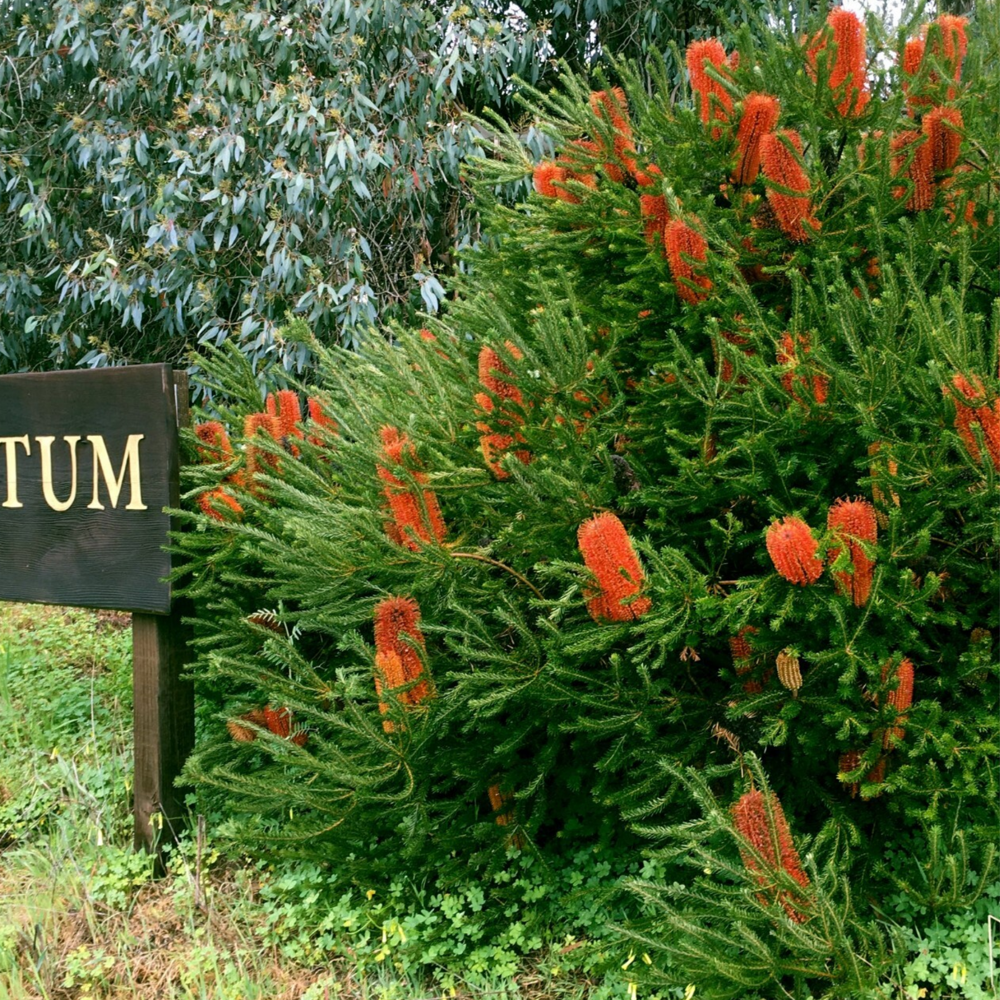 Flowering plant with red spikes in a natural setting, next to a sign with 'TUM' text.