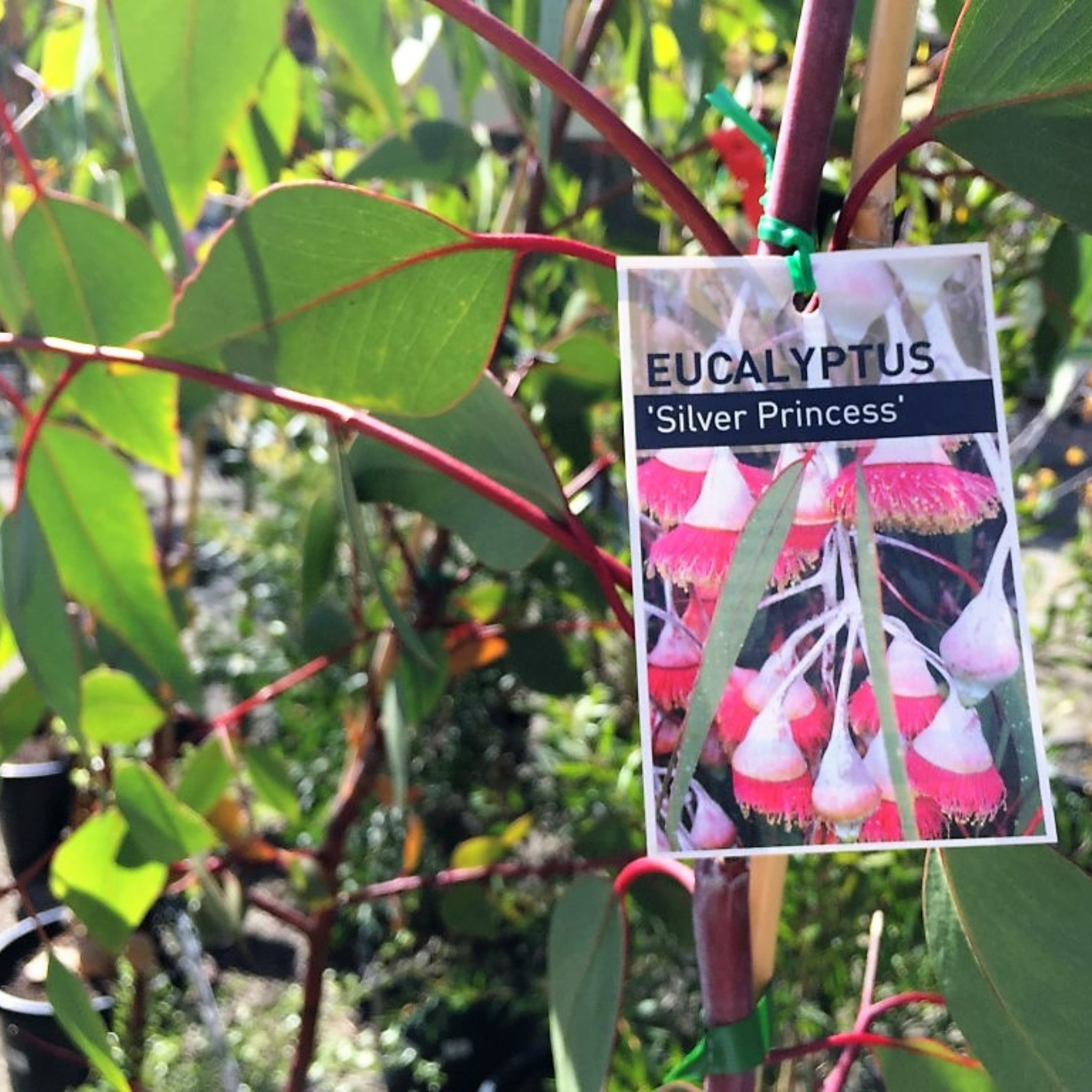 Eucalyptus Silver Princess Gum - Eucalyptus caesia Silver Princess