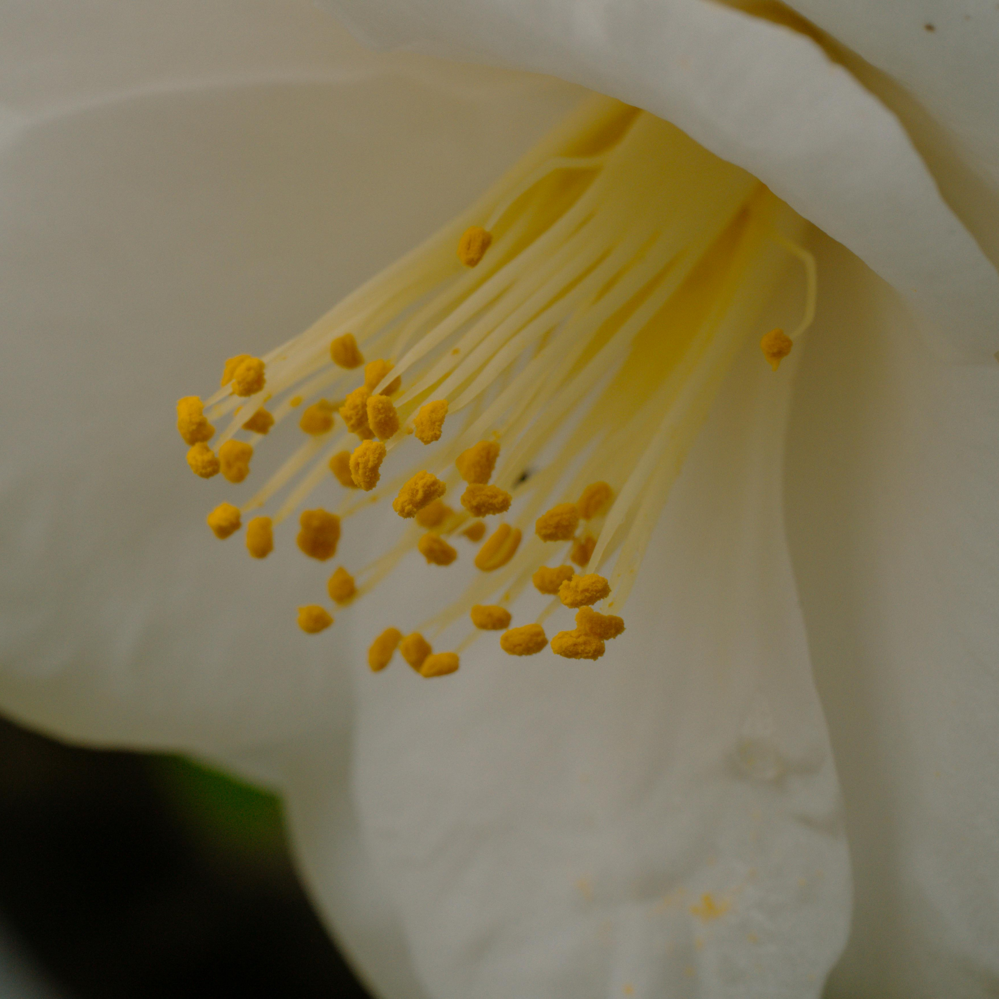 Camellia japonica Lovelight