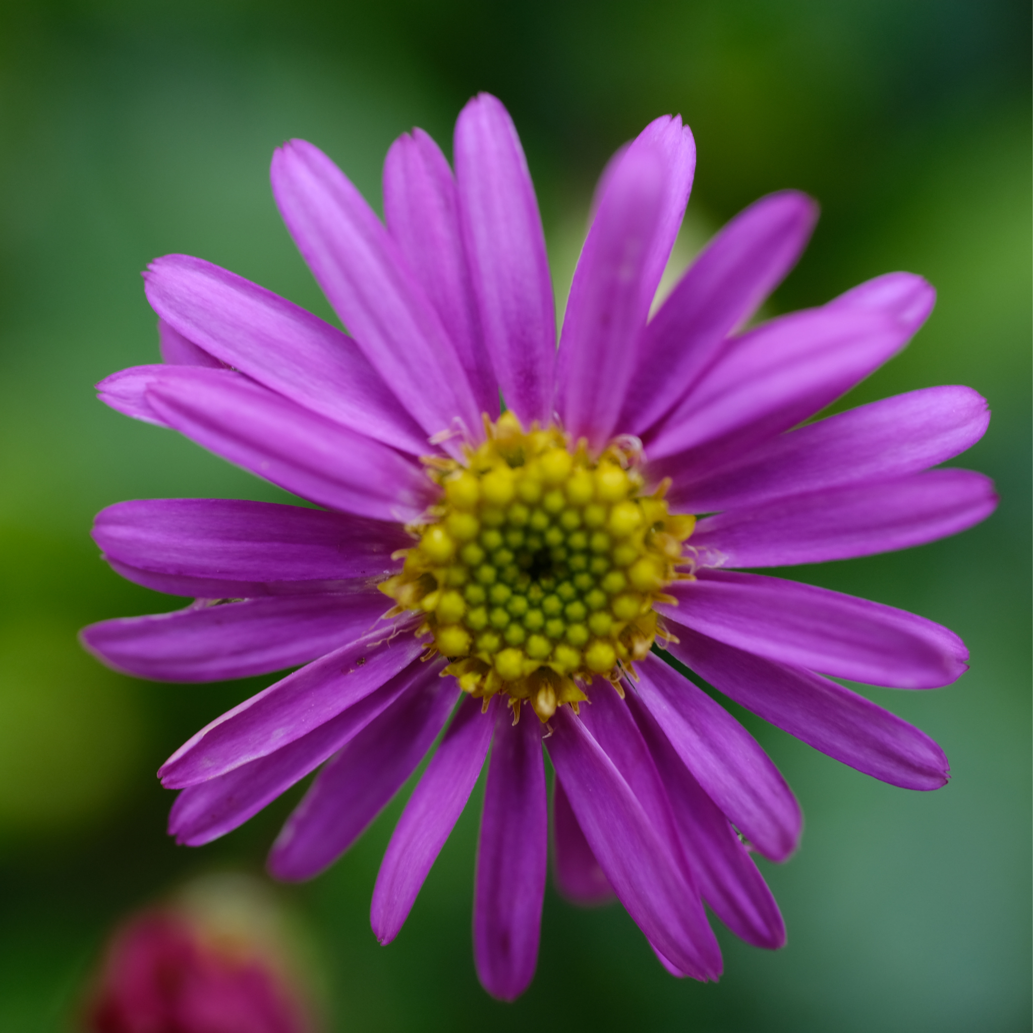 Cut Leaf Daisy Radiant Magenta - Brachyscome hybrida Radiant Magenta