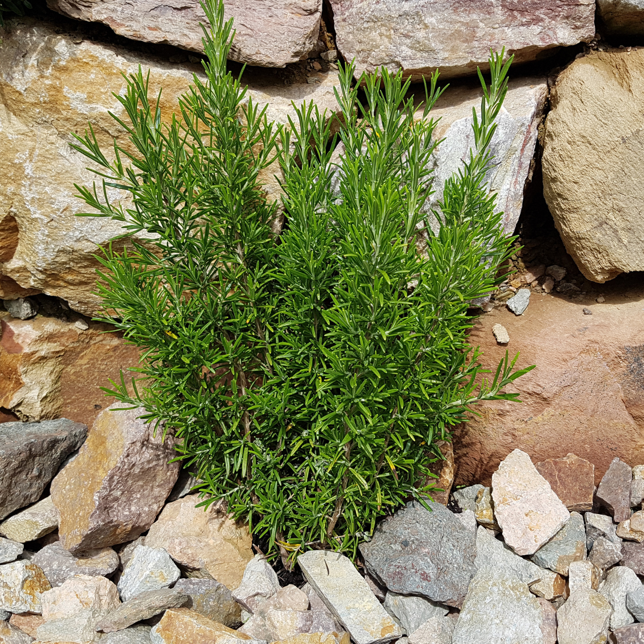 Rosemary - Rosmarinus officinalis