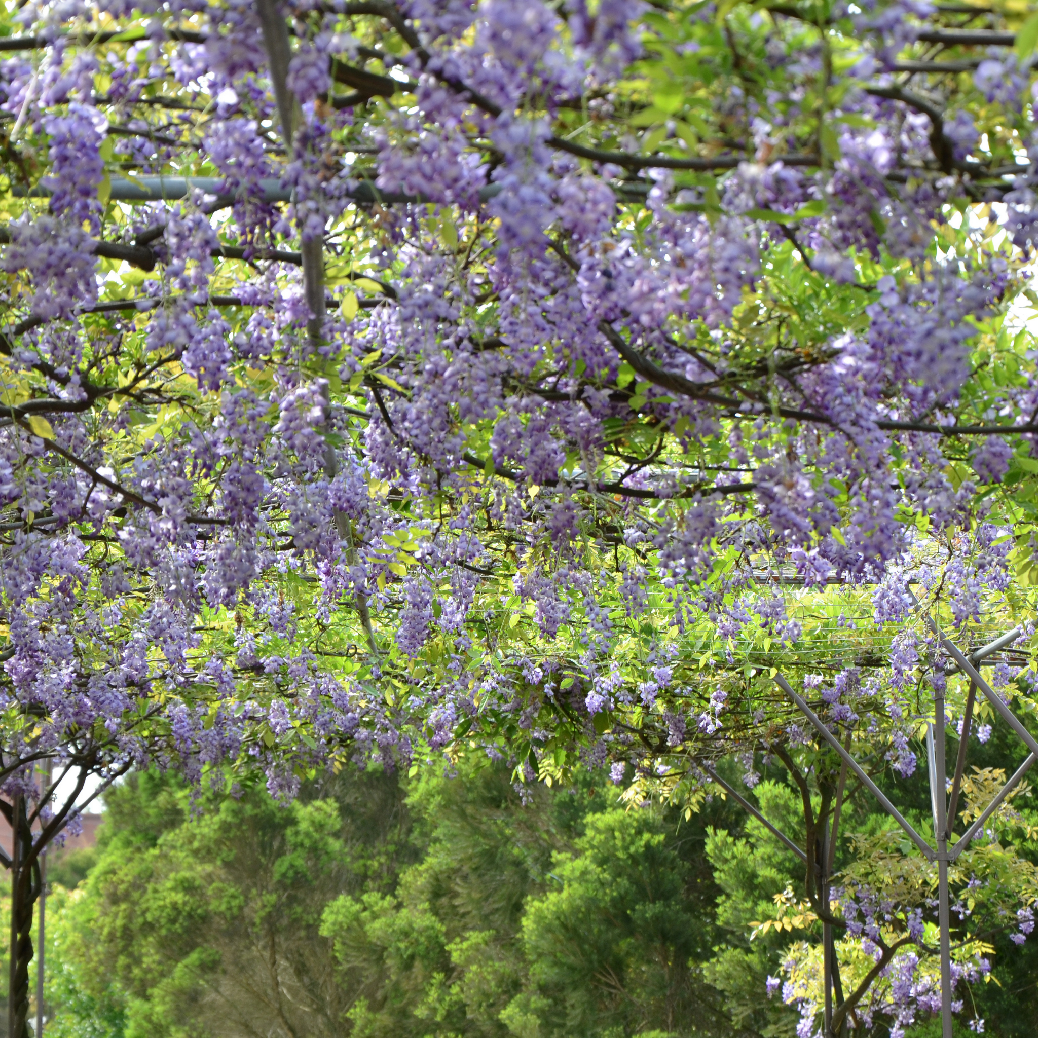Blue Chinese Wisteria - Wisteria sinensis