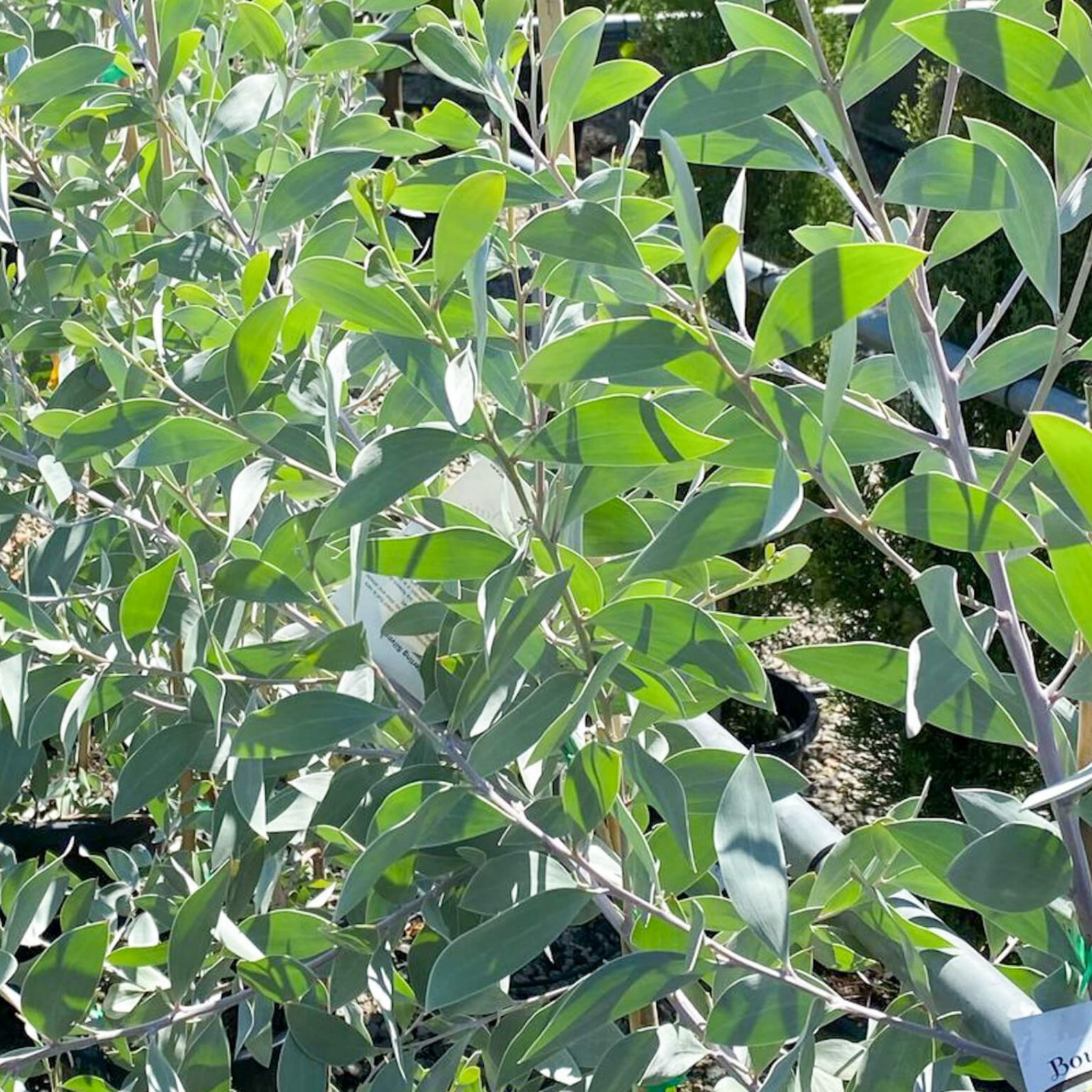 Sterling Silver Wattle -  Acacia binervia Sterling Silver
