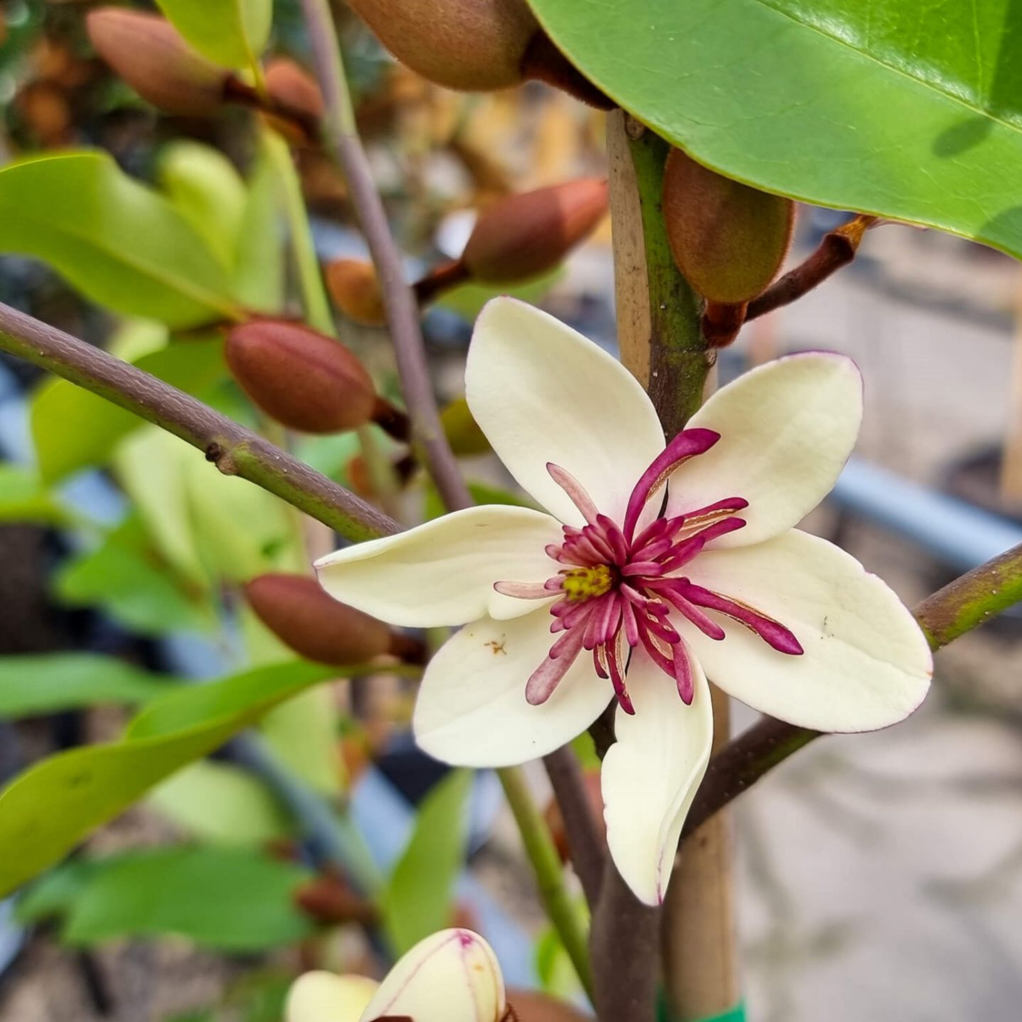 Magnolia White Caviar - Magnolia yunnanensis figo White Caviar