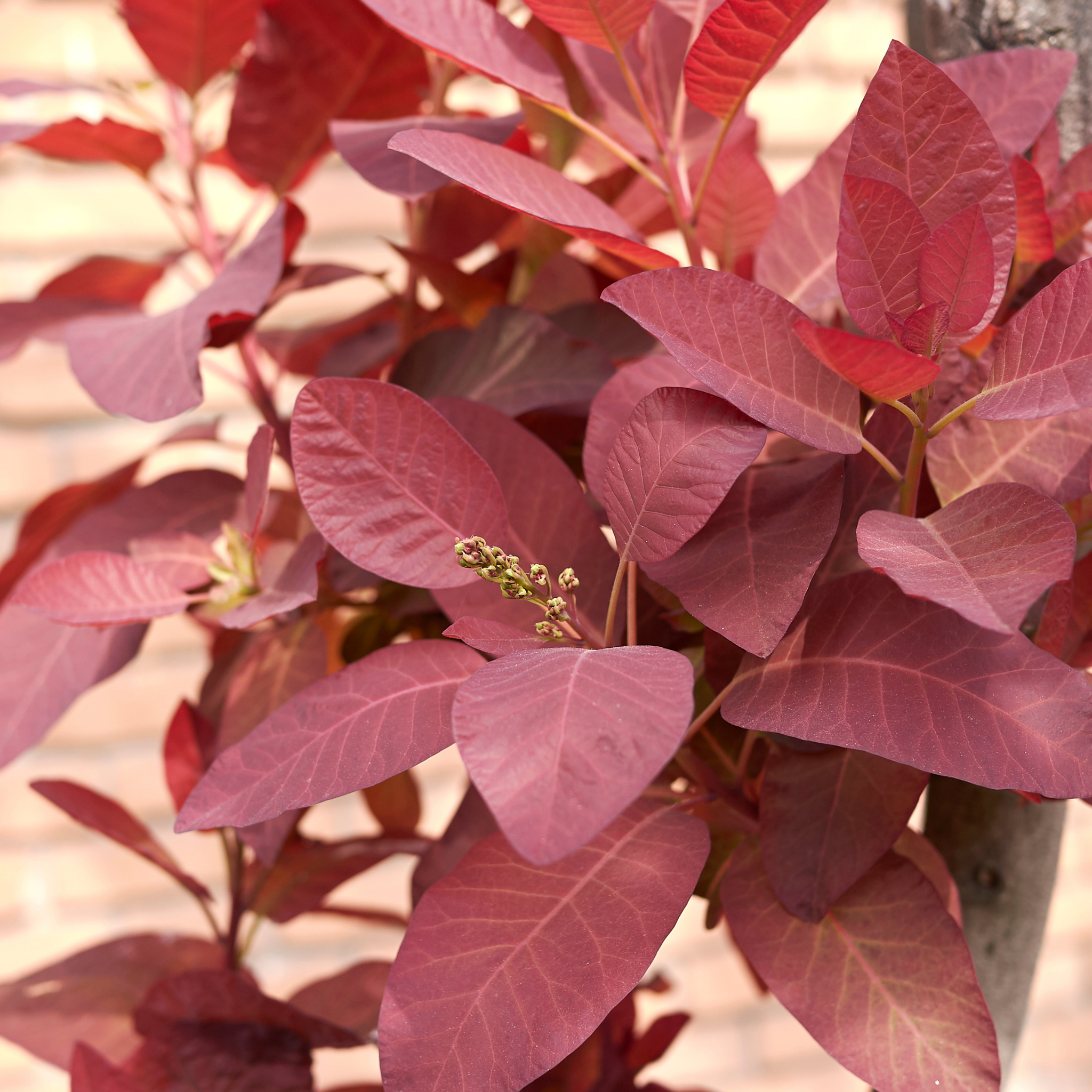 Cotinus coggygria Purple Smoke Tree - Cotinus coggygria Purpurea