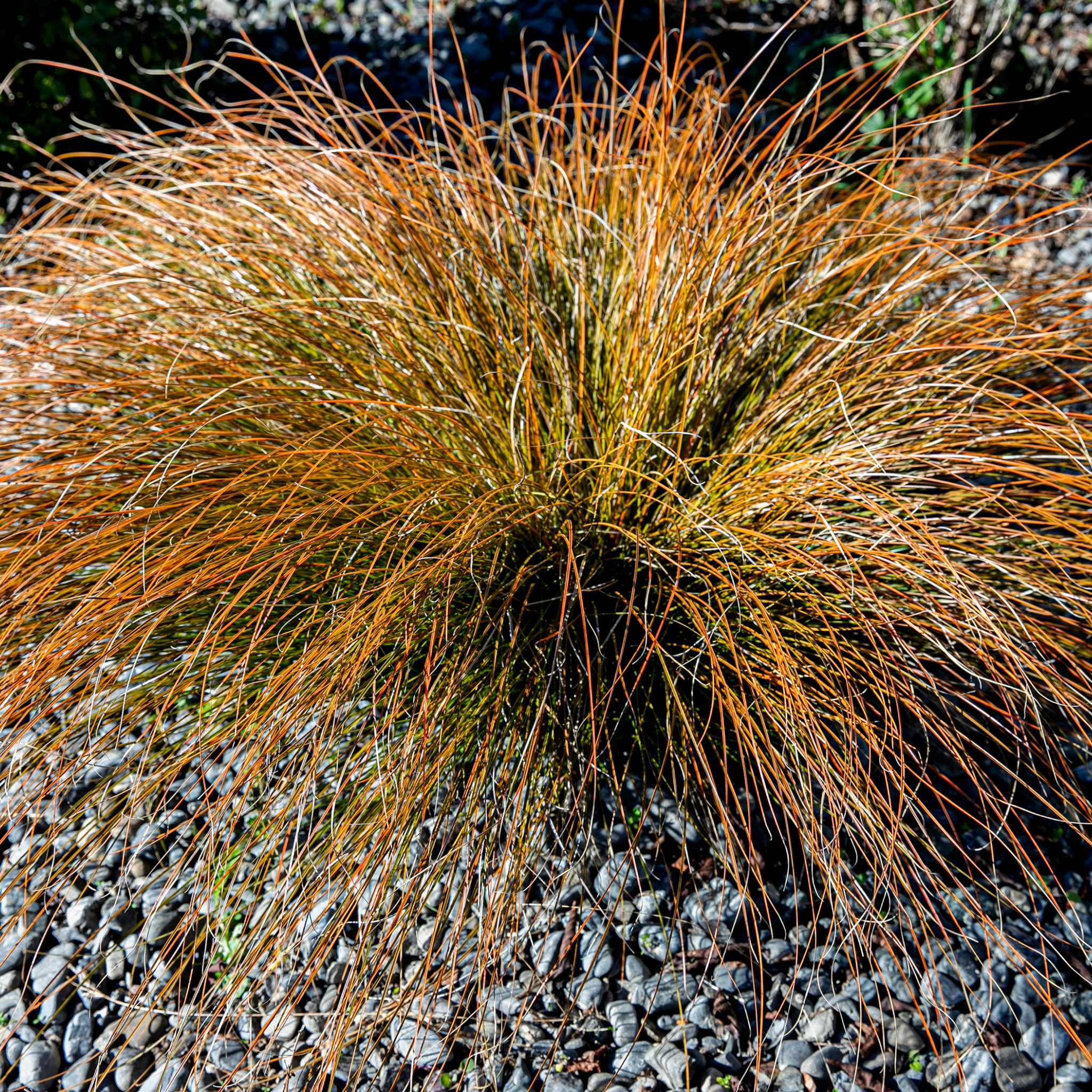 carex testacea
