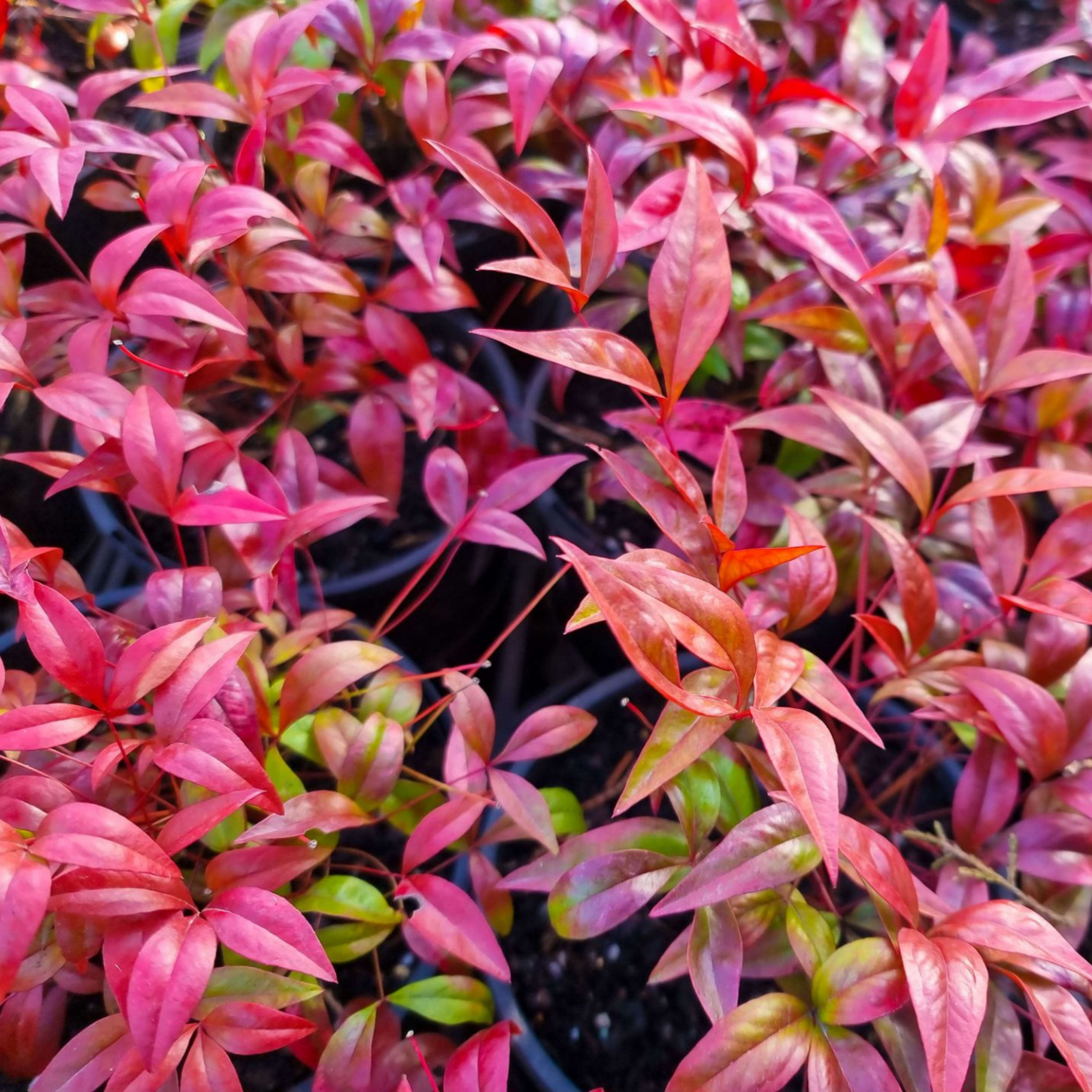 Nandina Dwarf - Nandina domestica Nana